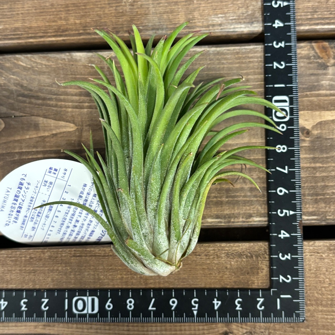 チランジア イオナンタ カーリージャイアント【947】