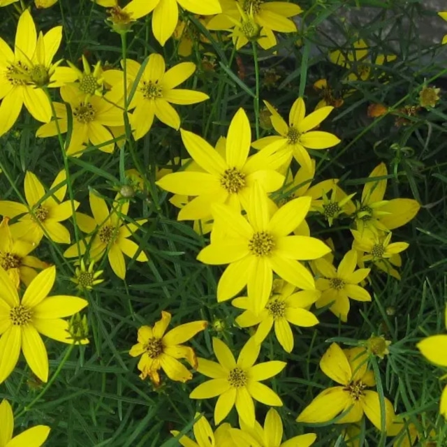 コレオプシス バーティシラータ 'ザグレブ'（イトバハルシャギク）