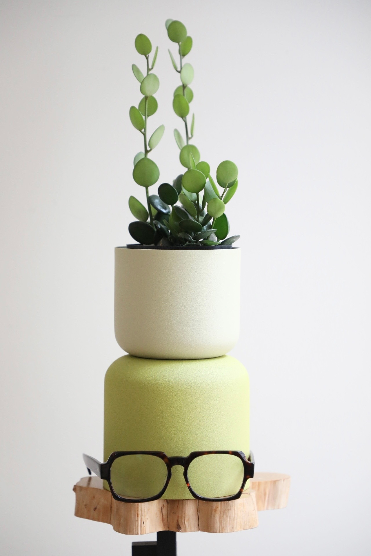 【M】グリーンドラム / Xerosicyos danguyi  ※スチール鉢カバー付き