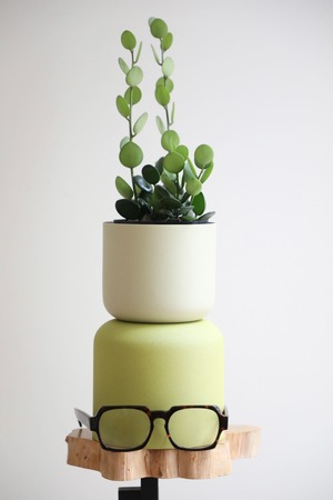 【M】グリーンドラム / Xerosicyos danguyi  ※スチール鉢カバー付き