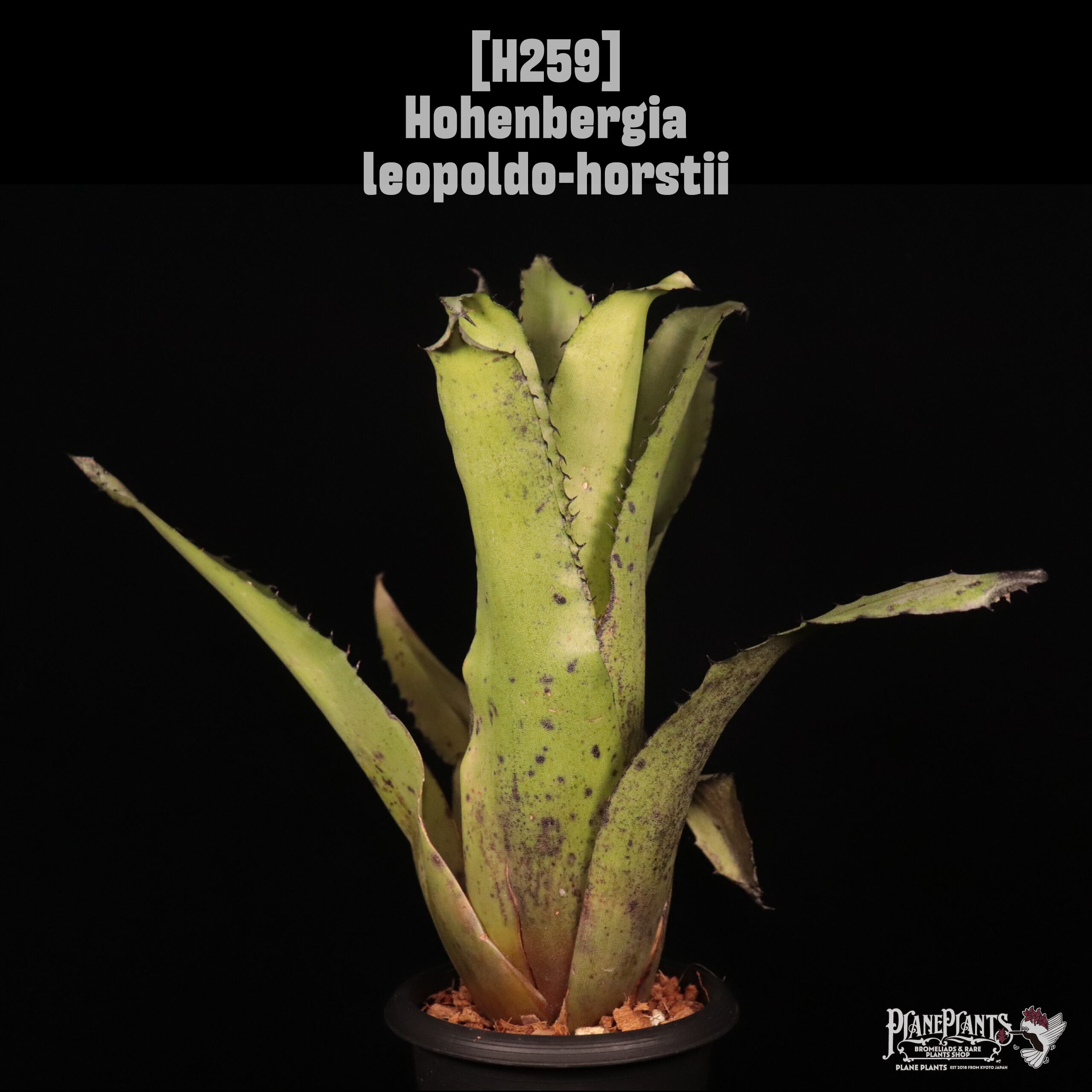 ホヘンベルギア HP2× leopoldo-horstii × pennae Hohenbergia leopoldo-horstii〔ホヘンベルギア〕H259 | plane plants