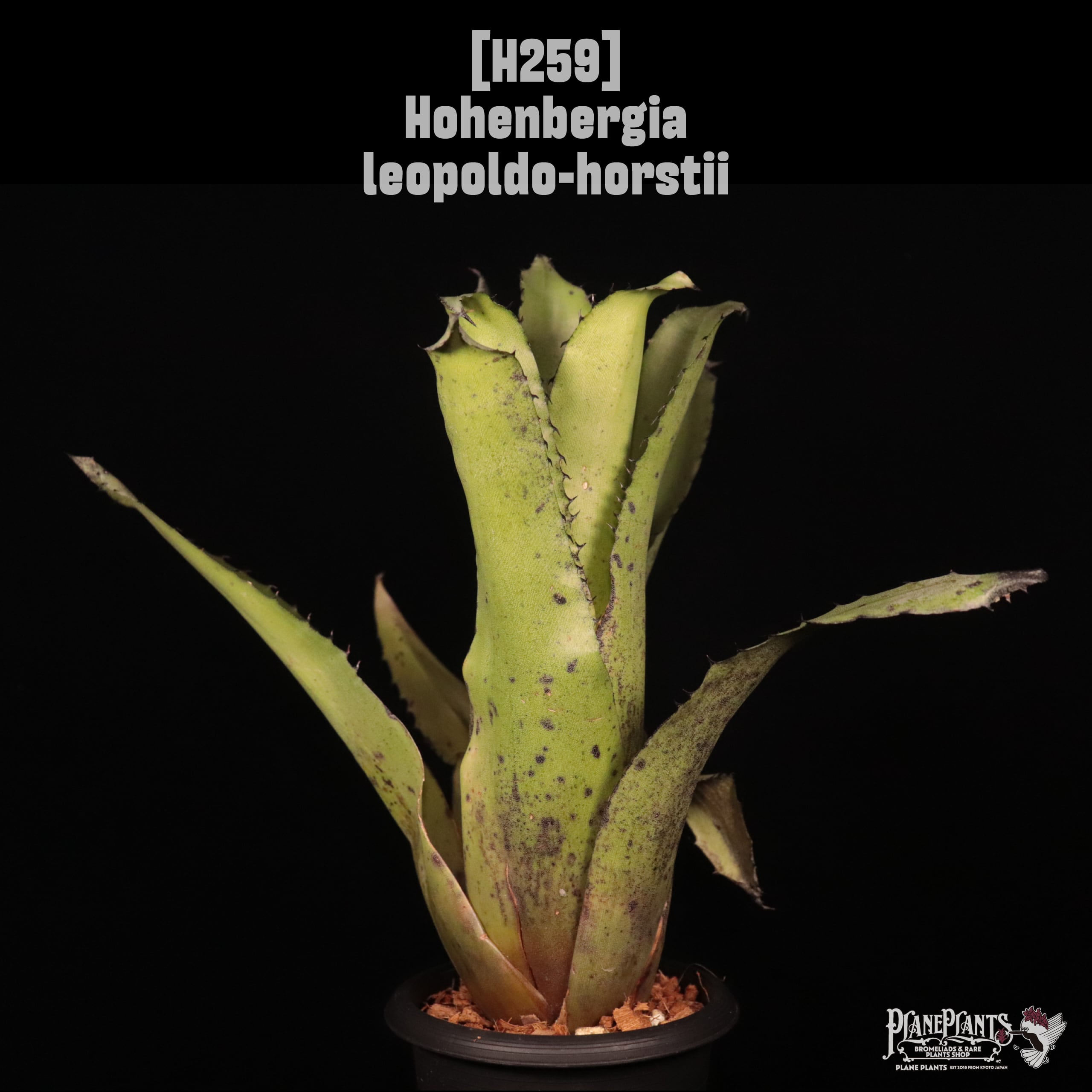 Hohenbergia leopoldo-horstii〔ホヘンベルギア〕H259