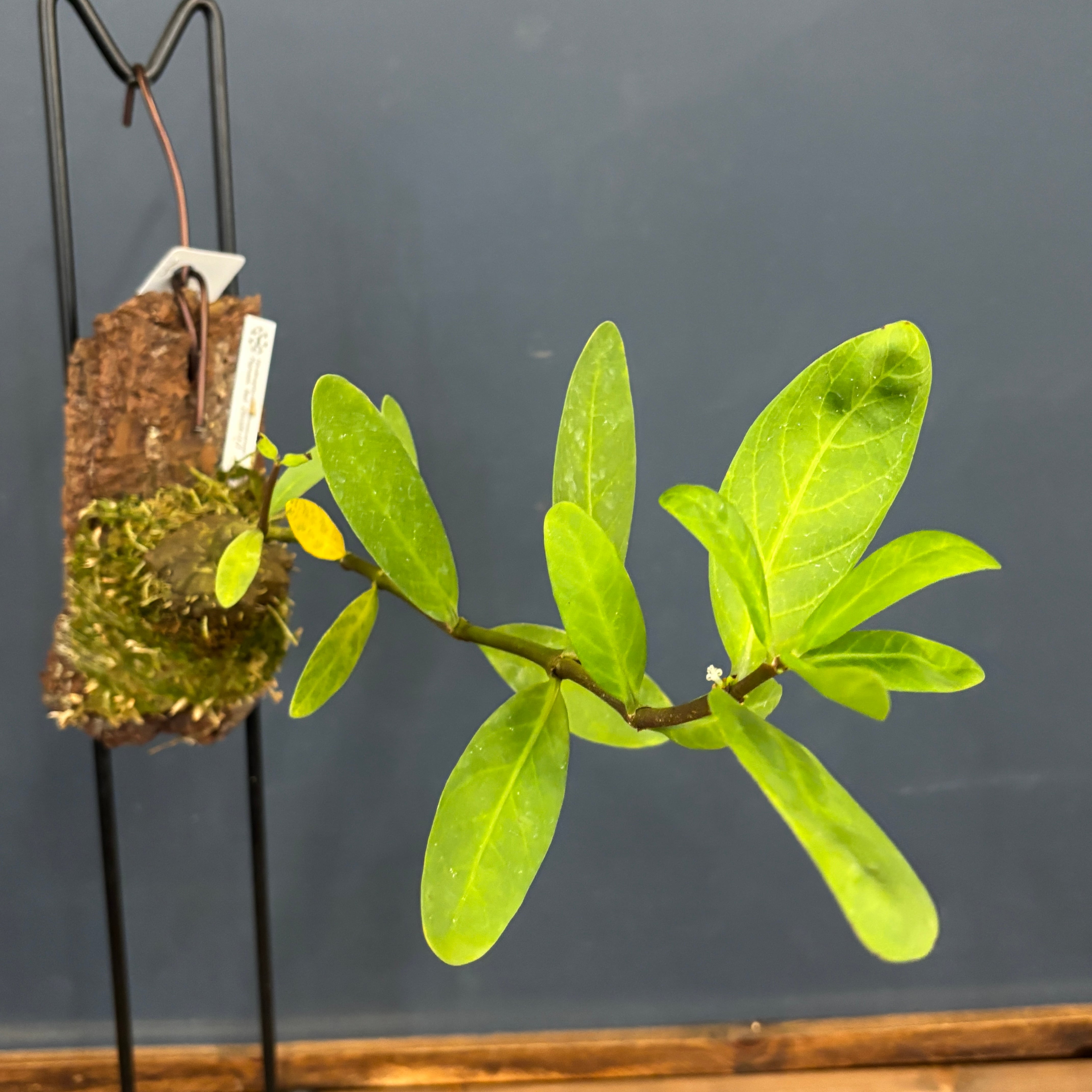 まさまる　アリ植物 珍奇植物図鑑。迫力満点なジャングルの塊茎植物「アリ植物