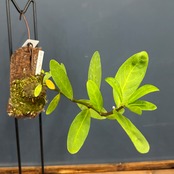 Hydnophytum formicarum formicarum Pupuan, Bali【1021】