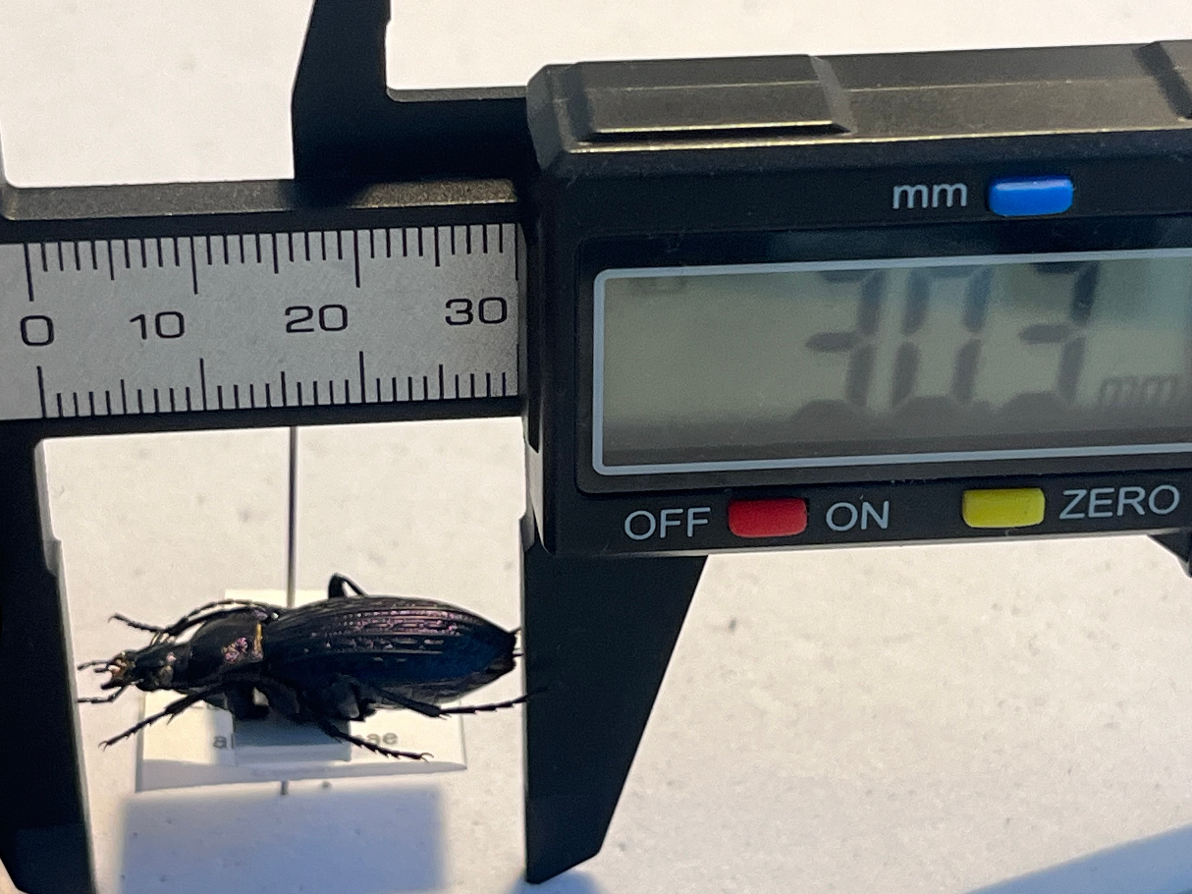 30mm】Eucarabus ulrichi allionidiernaeオサムシ カブリモドキ標本