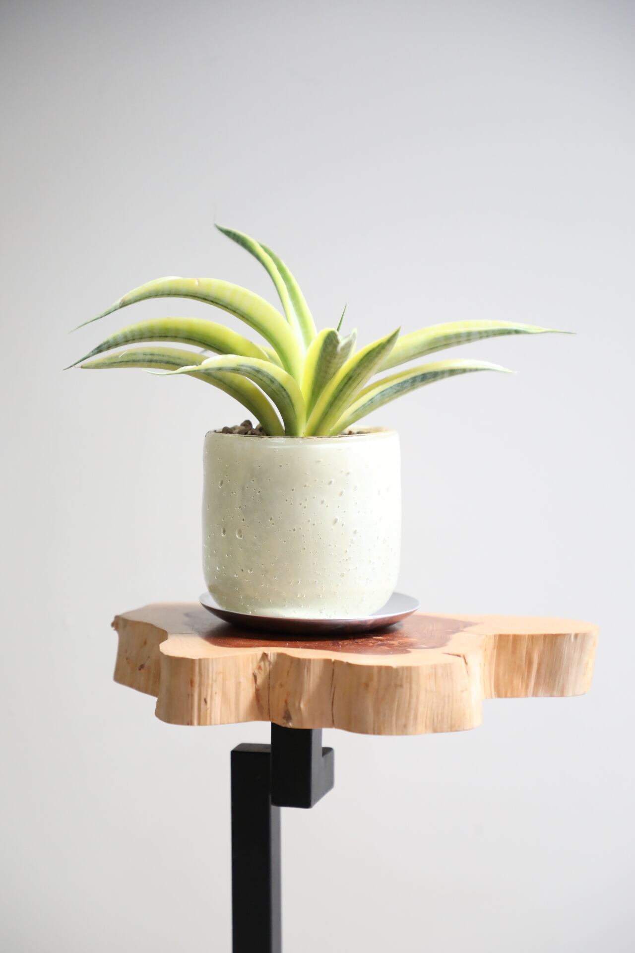 S】【希少】サンスベリア サイアムゴールド/Sansevieria ※ガラス鉢付き