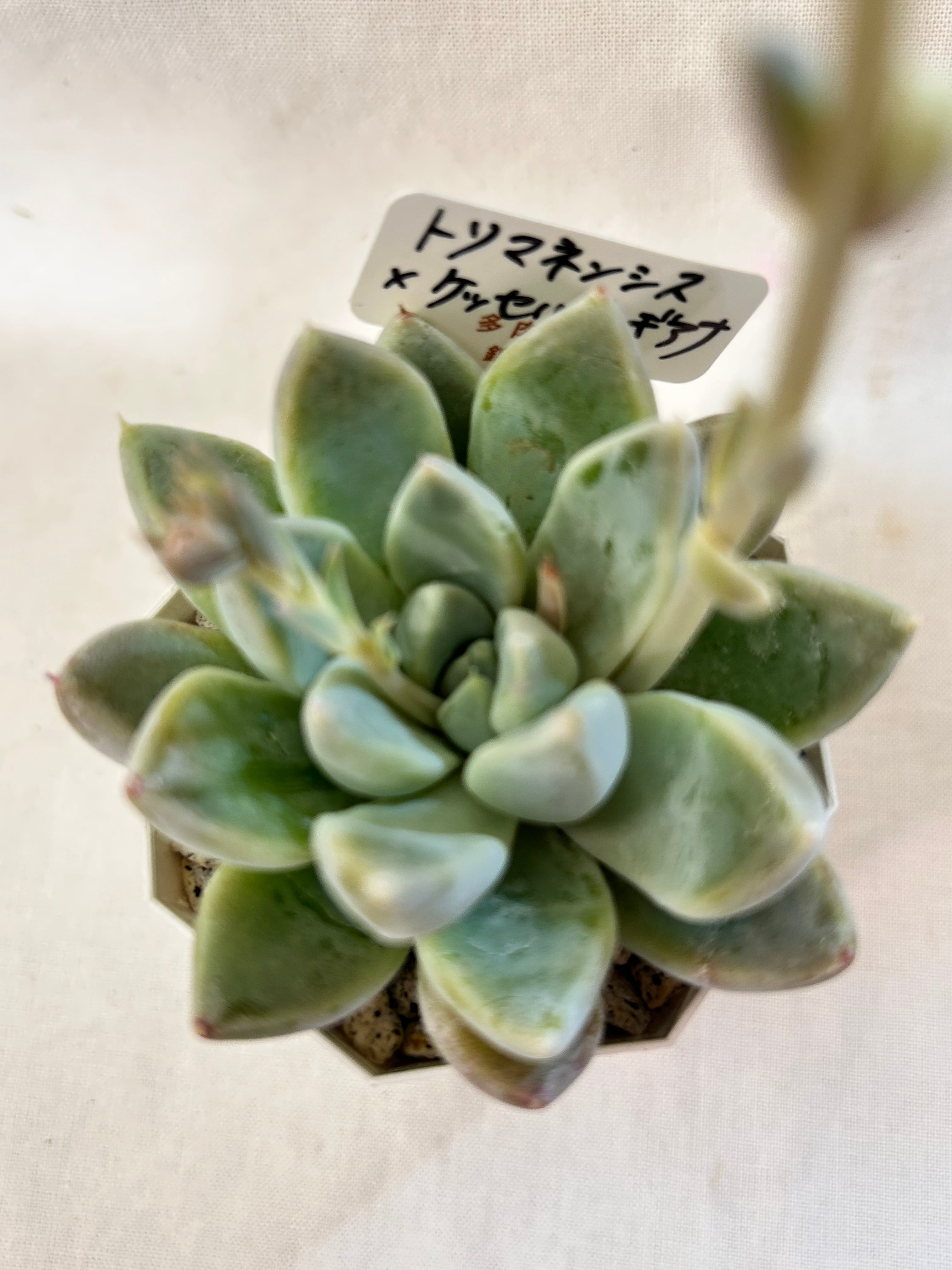 錦玉園 唐印モンスト 2.5寸 | GREEN JAM foliageplant