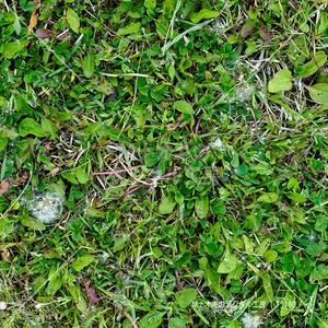 敷き詰められた雑草と綿毛のタンポポ　A bed of weeds and fluffy dandelions