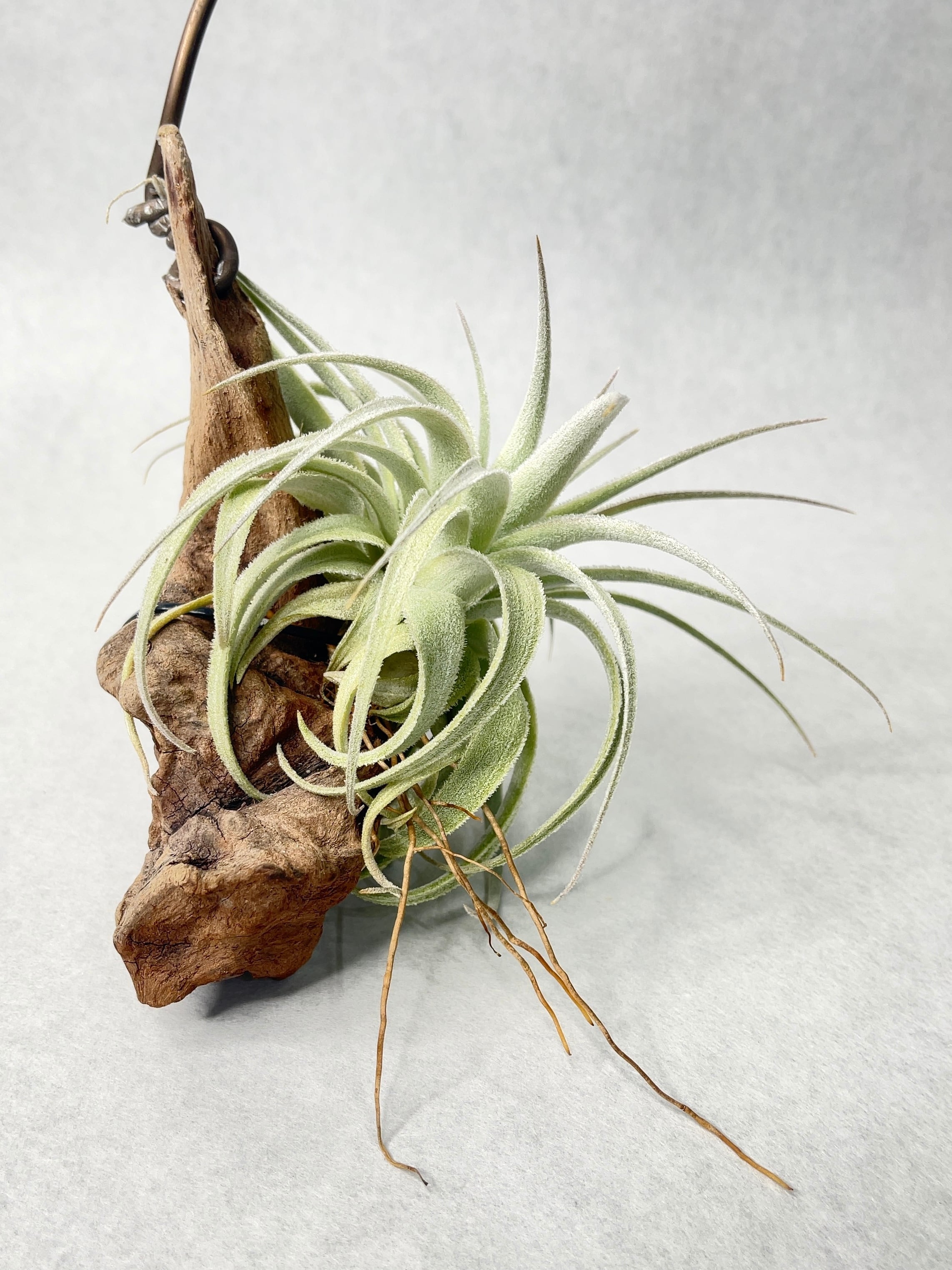 ティランジア・ガルドネリ－・ルピコラ | trigger