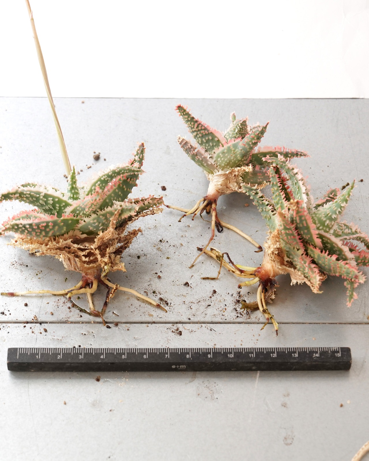 抜き苗 アロエハイブリッド レッド系 Aloe Hybrid