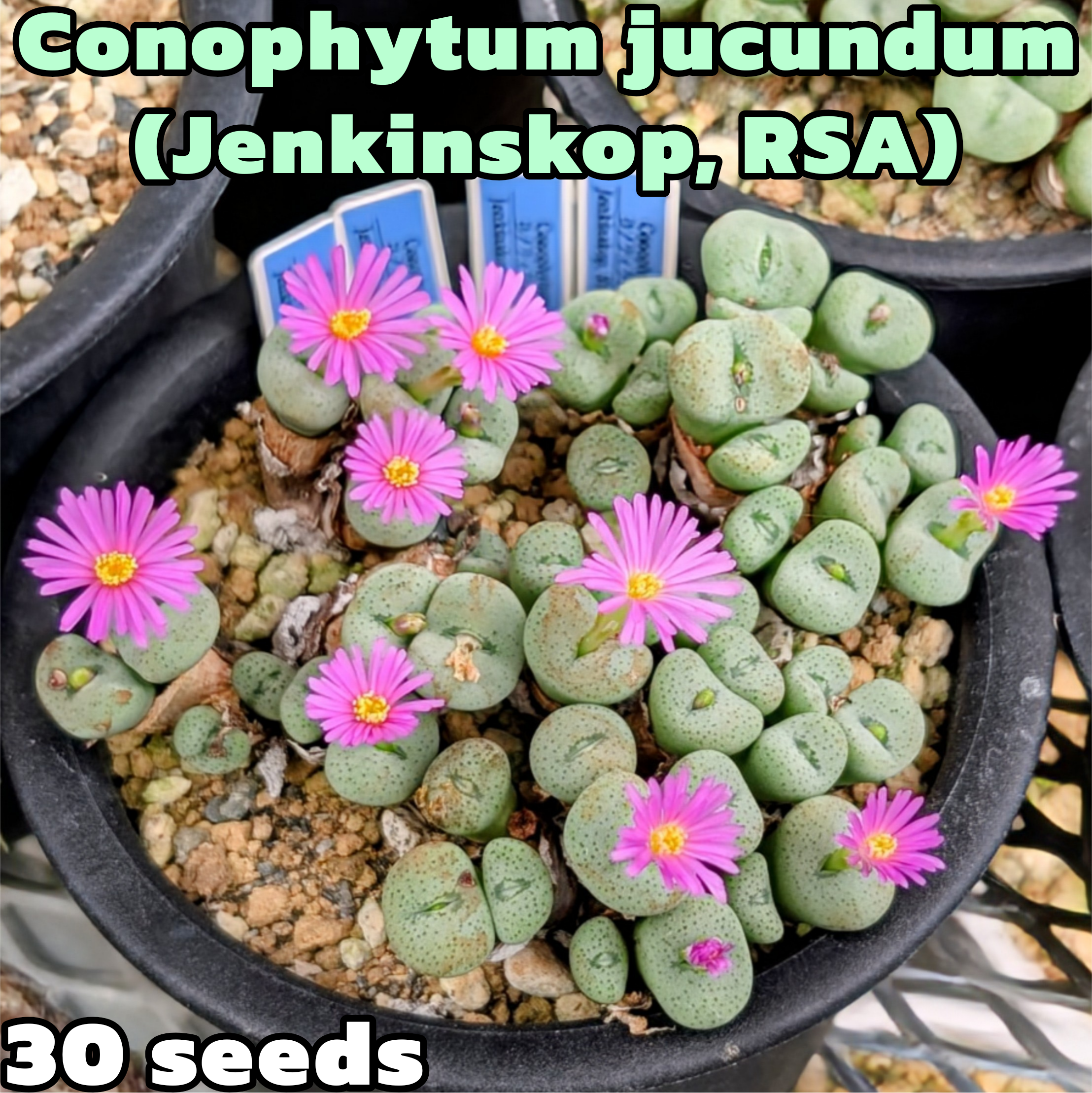種子/30粒】Conophytum jucundum (Jenkinskop, RSA)/コノフィツム