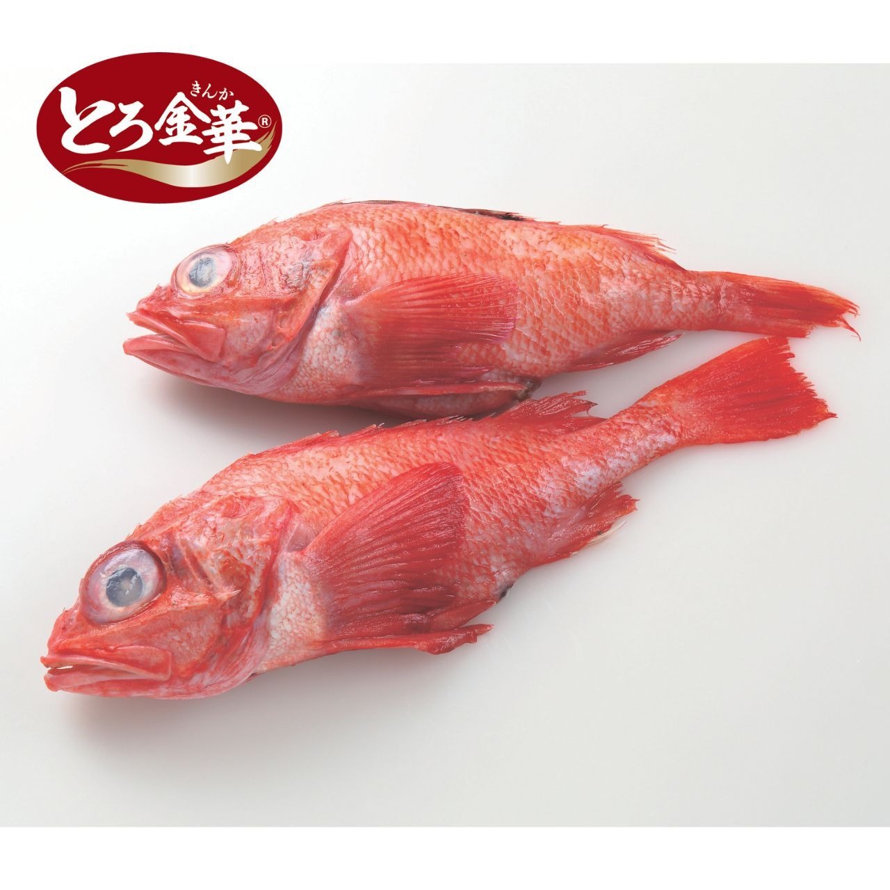 宮城県産 とろ金華きんき(吉次) 11尾/3Kg