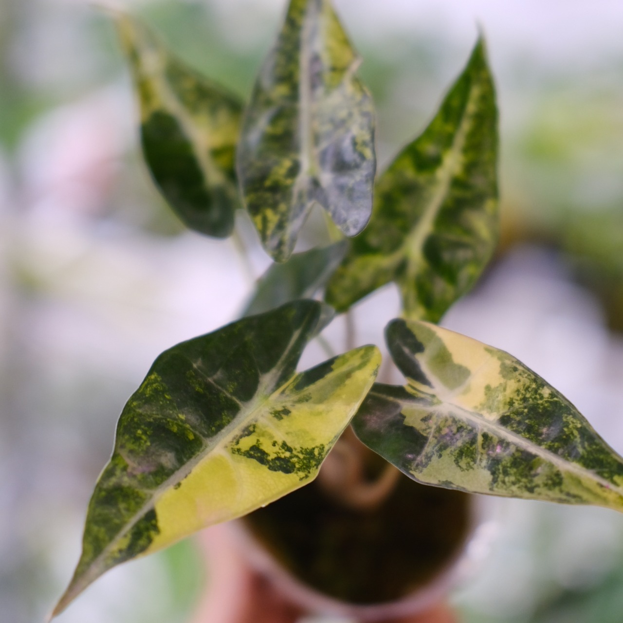 アロカシア バンビーノ イエロー / Alocasia bambino variegated 'Yellow'②