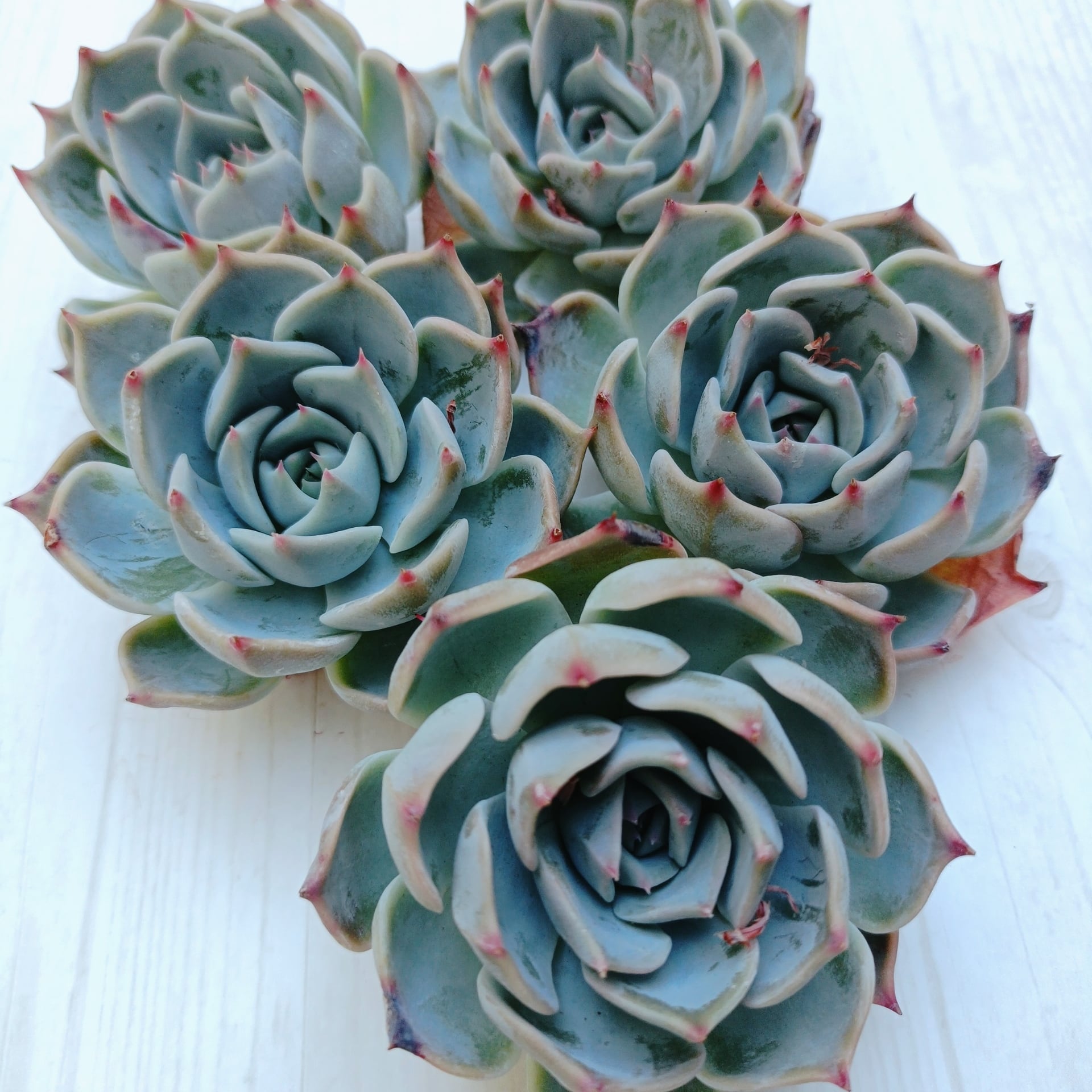 ご購入注意事項必ずご一読ください♡ | olpe's succulents