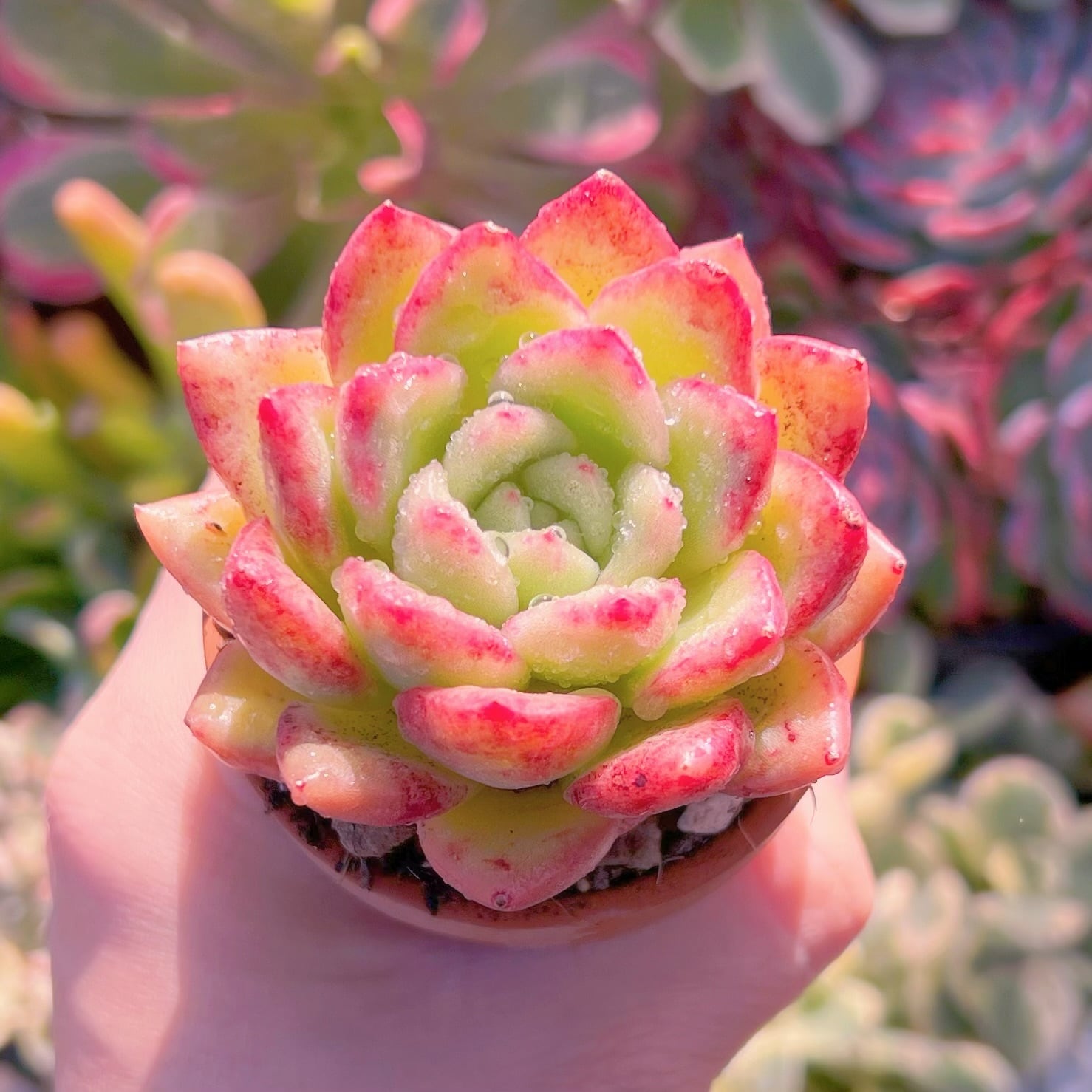 多肉植物　レッドキング 　新入荷　るる農園