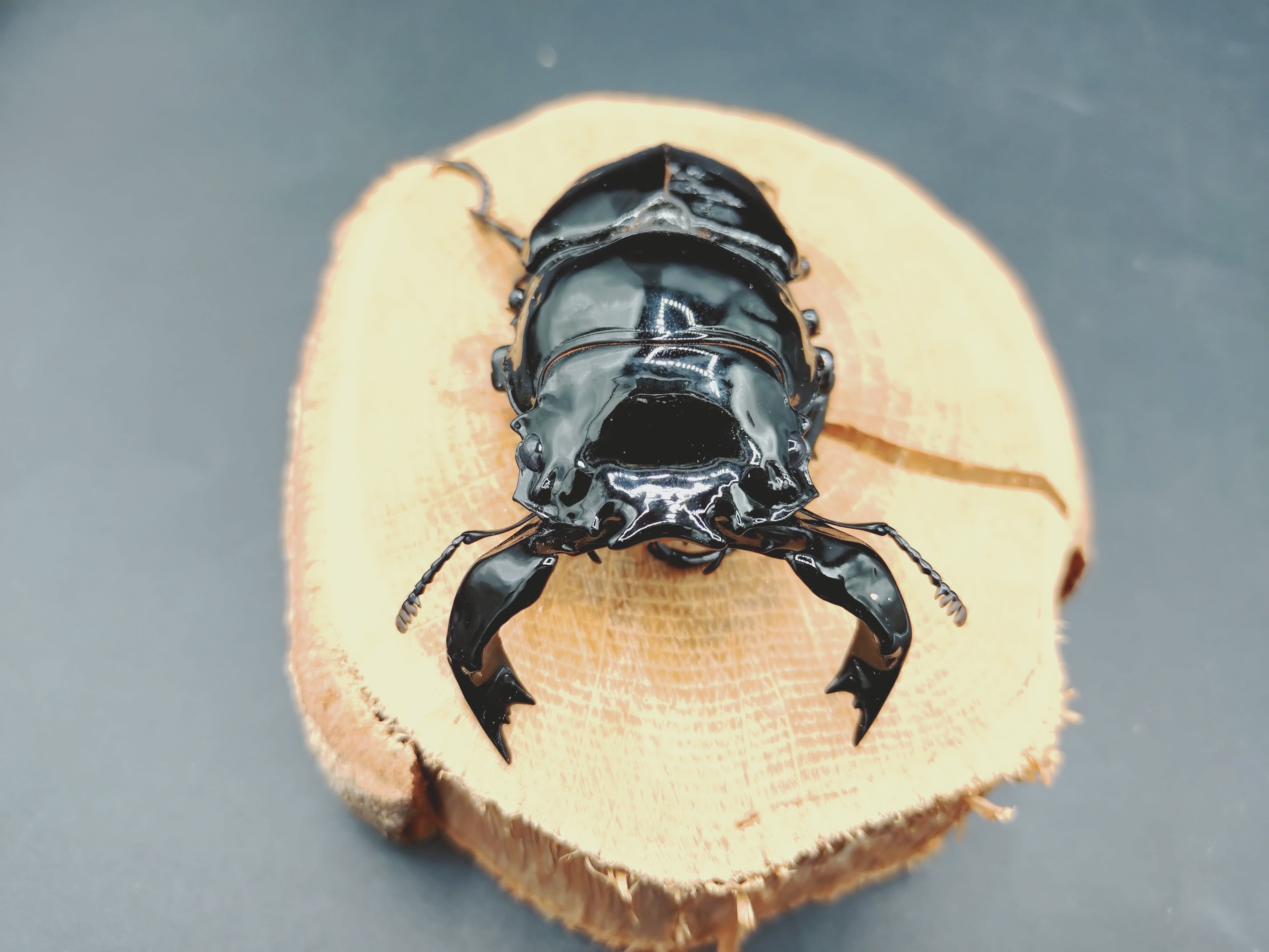 クワガタムシ | クワガタムシ・カブトムシ専門ショップ CIEL