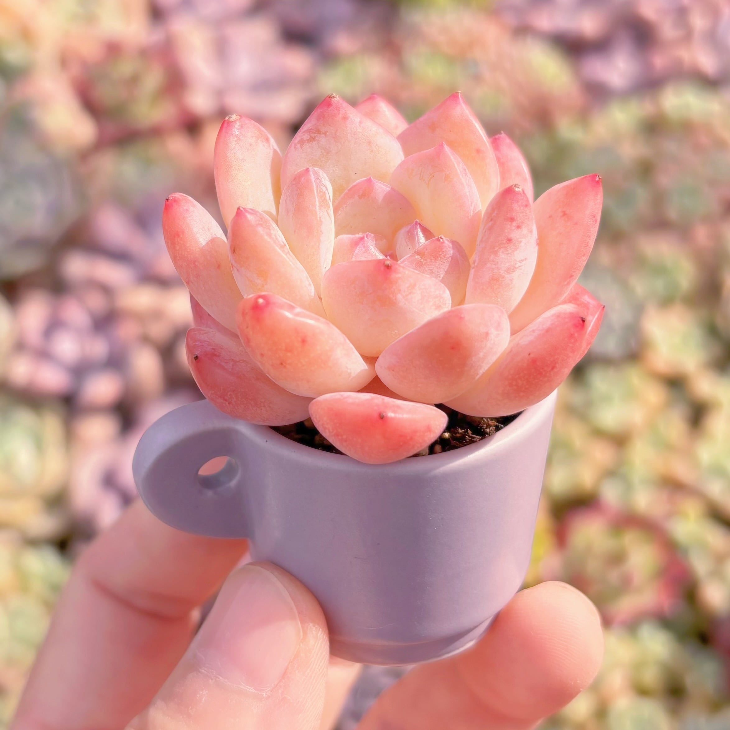 多肉植物 氷魄 新入荷 るる農園 | るる農園~多肉植物専門