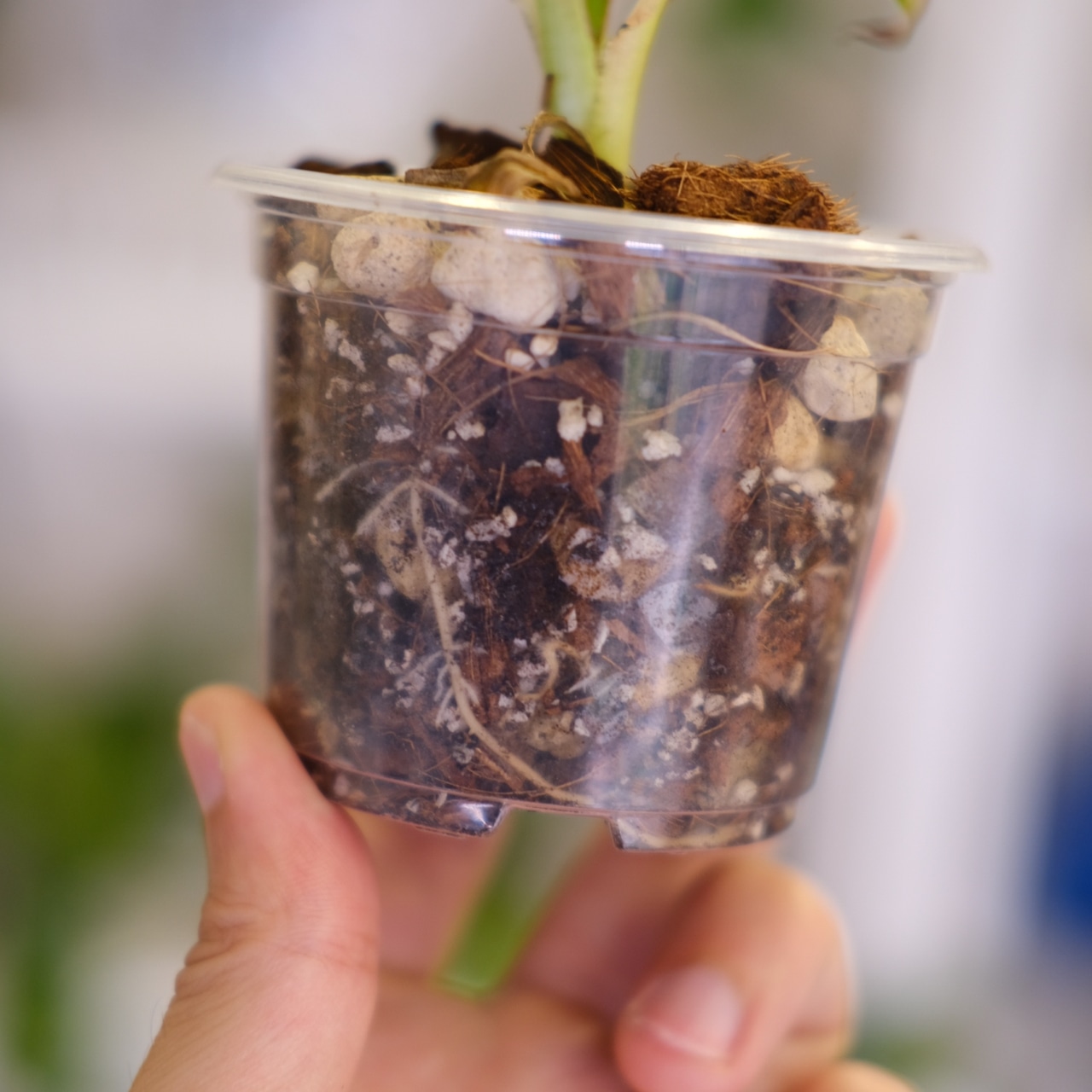 Banana Musa 'Nono' | ムサ ノノ (ピンク斑入バナナ)⑧ | 観葉植物