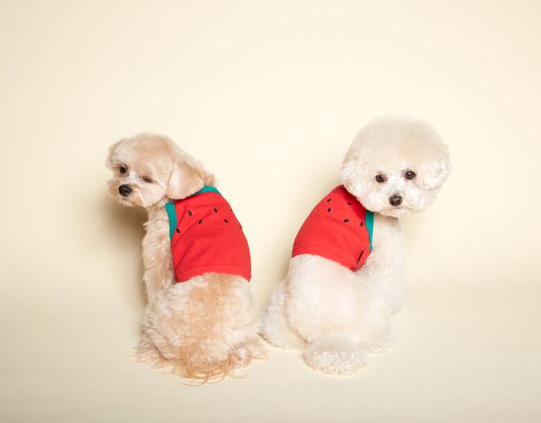 フルーツクロップドトップス S ~ 2XL / 犬の服 犬服 ペット洋服 ドッグウェア ペット用品 小型犬 中型犬 top115