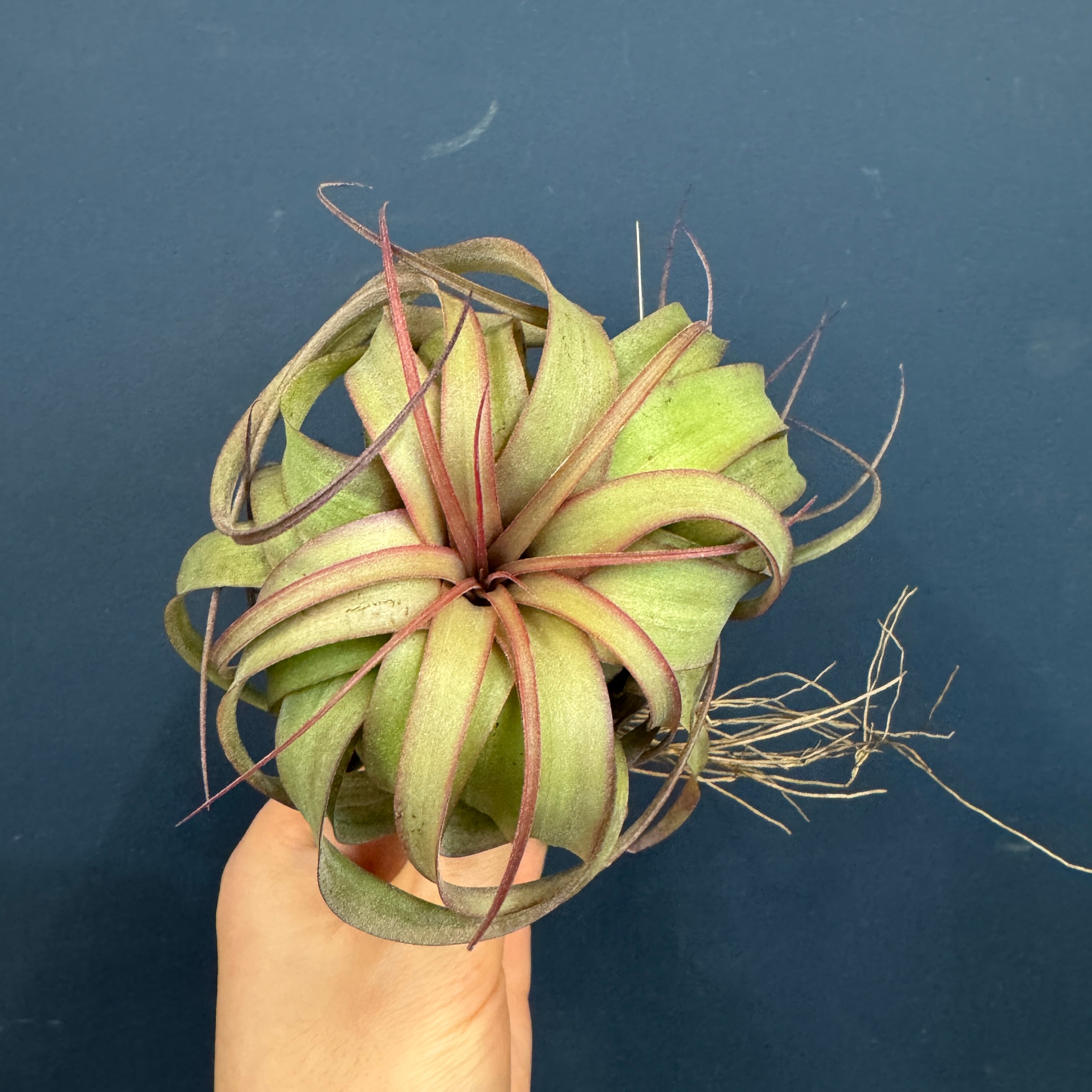 チランジア | PROTOLEAF プロトリーフ