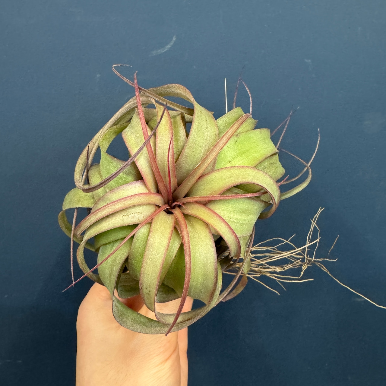 チランジア エリックノブロック【265】