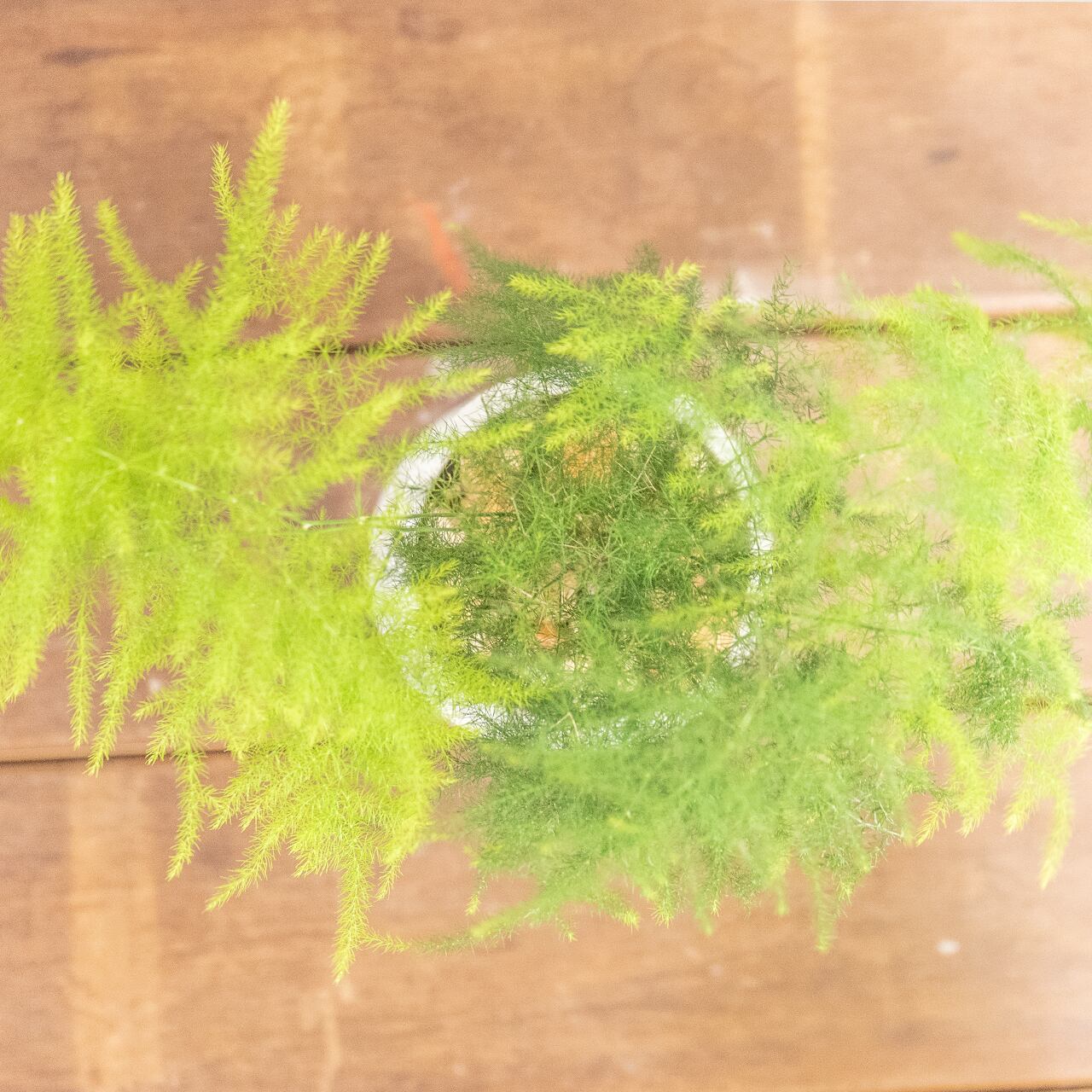 アスパラガス・ブルモーサス・ナナス|ふんわりと広がるグリーンが軽やかな観葉植物【モルタル鉢】