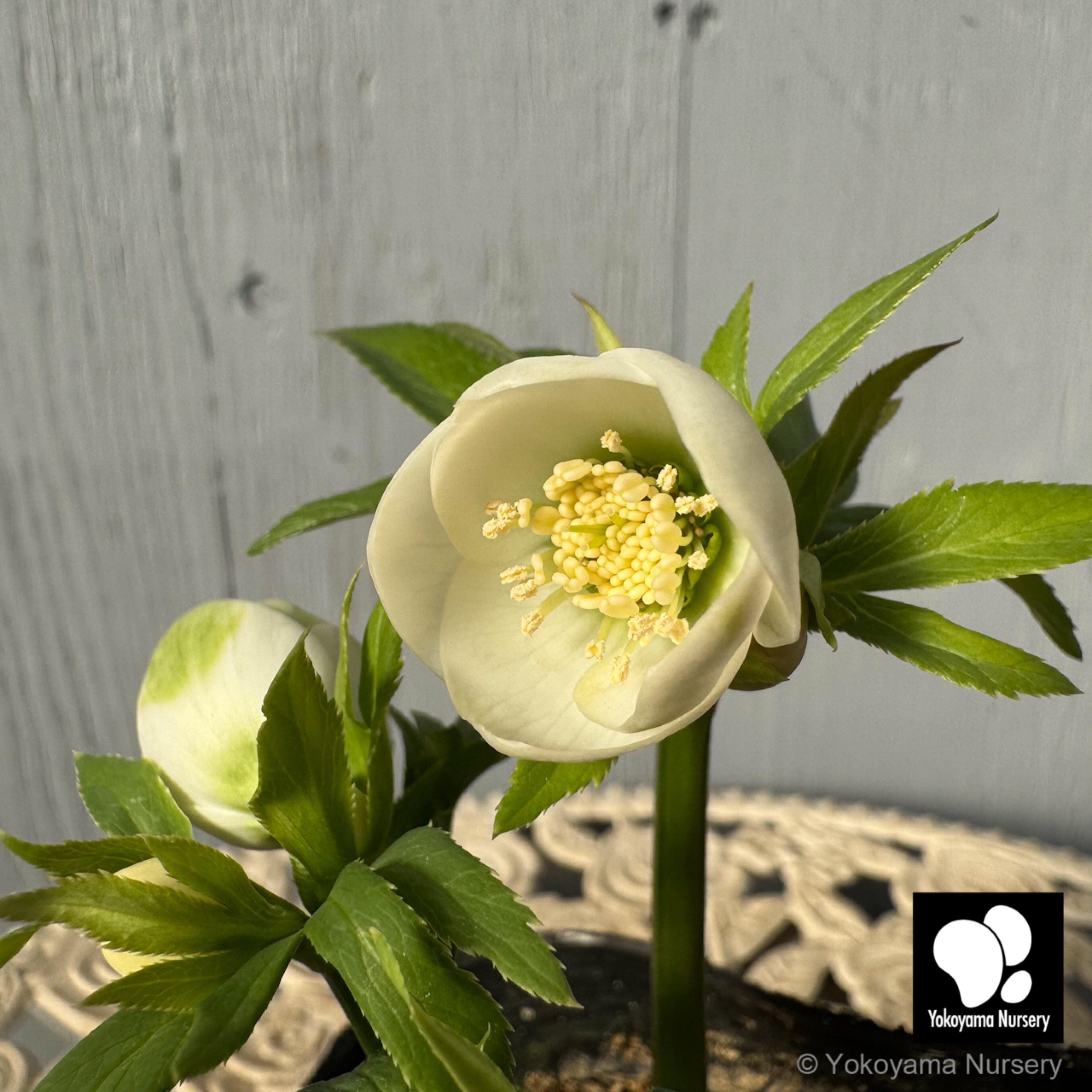 クリスマスローズ　横山園芸　ベビードール 抽選販売】［6］ クリスマスローズ ベビードール ホワイト 4.5号