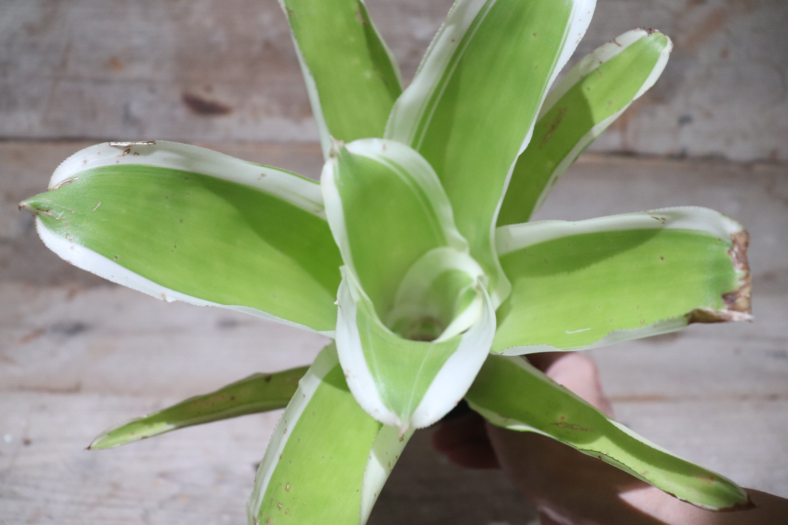 送料無料】 Billbergia pyramidalis 'Kyoto'〔ビルベルギア〕現品発送