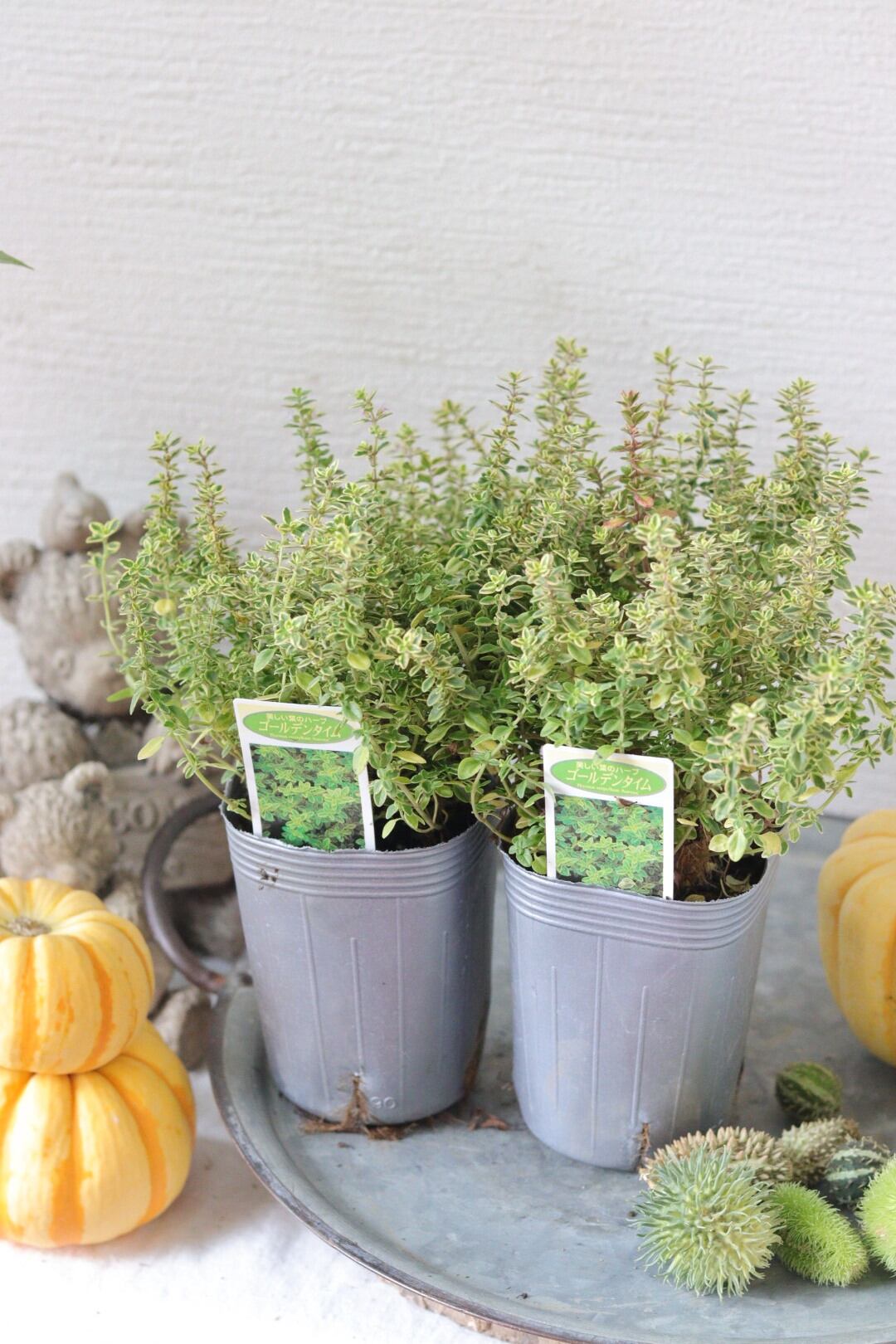 盆栽風♡野生的グリーン♡観葉植物♡ガジュマル | Total Plants Egret