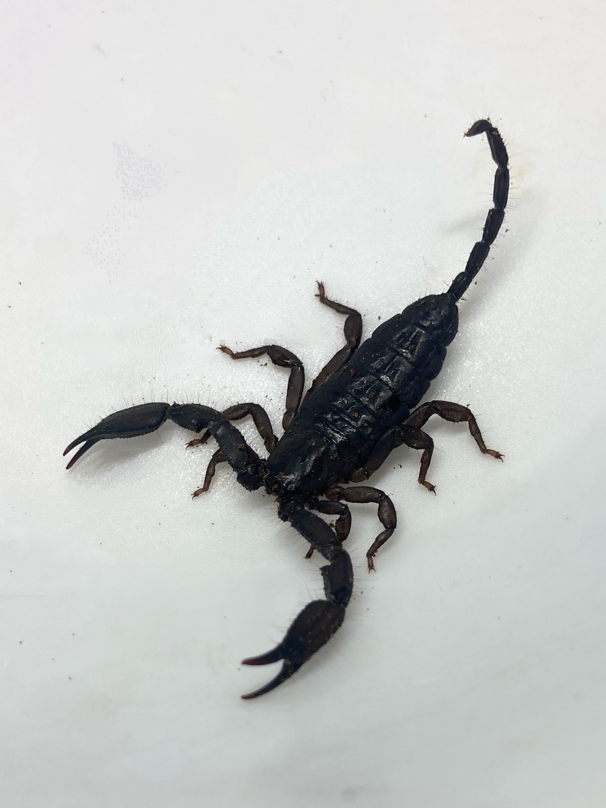 フラットロックスコーピオン② 1匹 | まるころ商店〜まるくてころころ