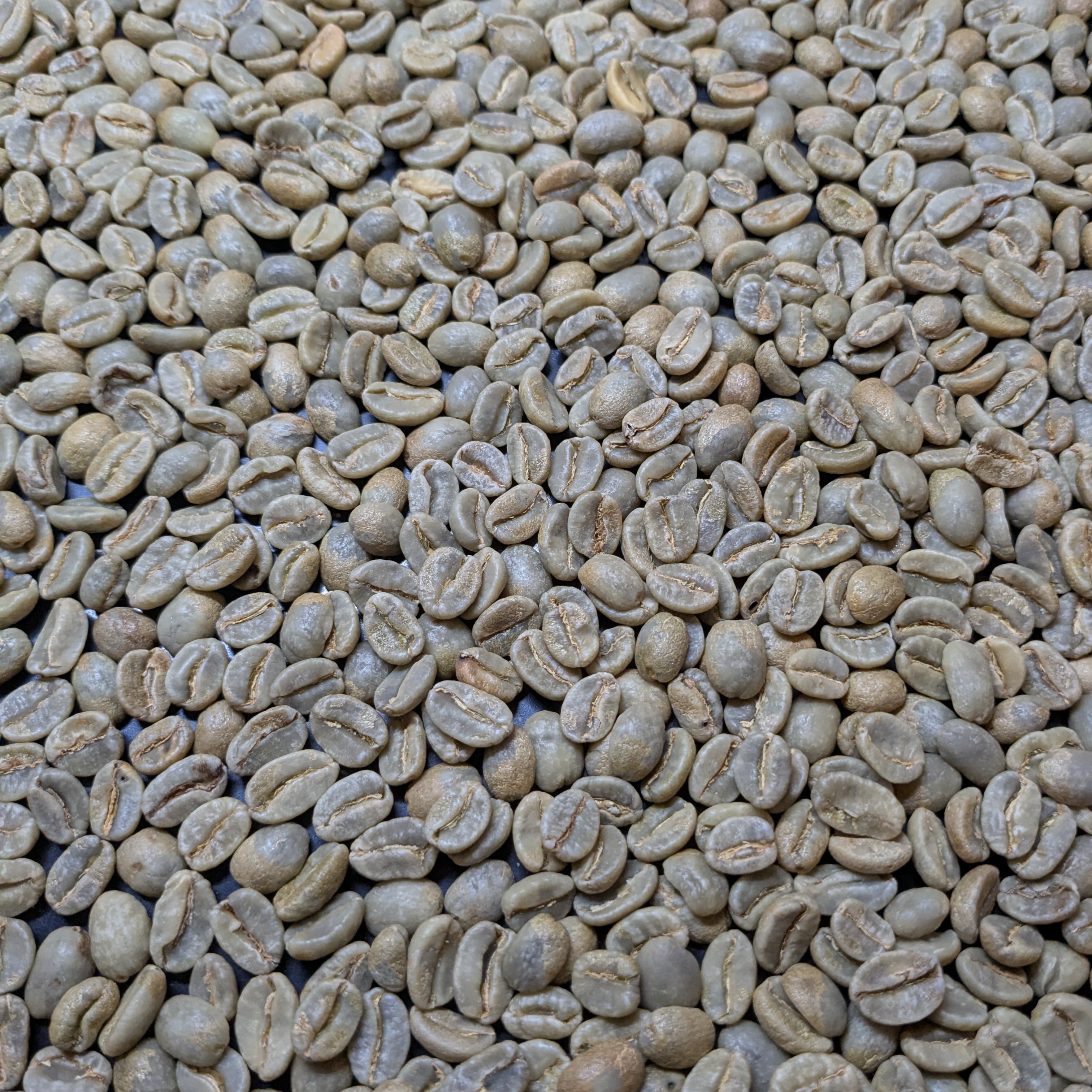 【生豆小分け】コロンビア　フィンカ エル セドラル農園　生豆500ｇ