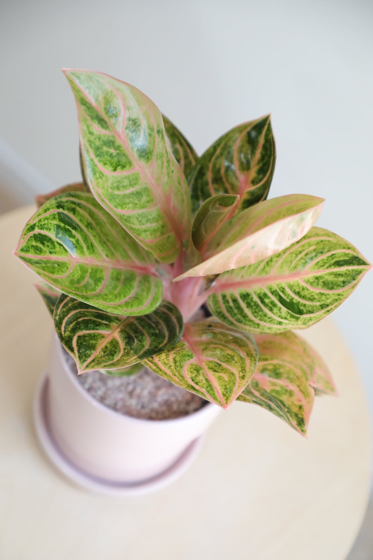 アグラオネマ　ピンク　パーフェクト　サイアム　観葉植物 S】アグラオネマ パーフェクトサイアム/Aglaonema | 【厳選植物・器