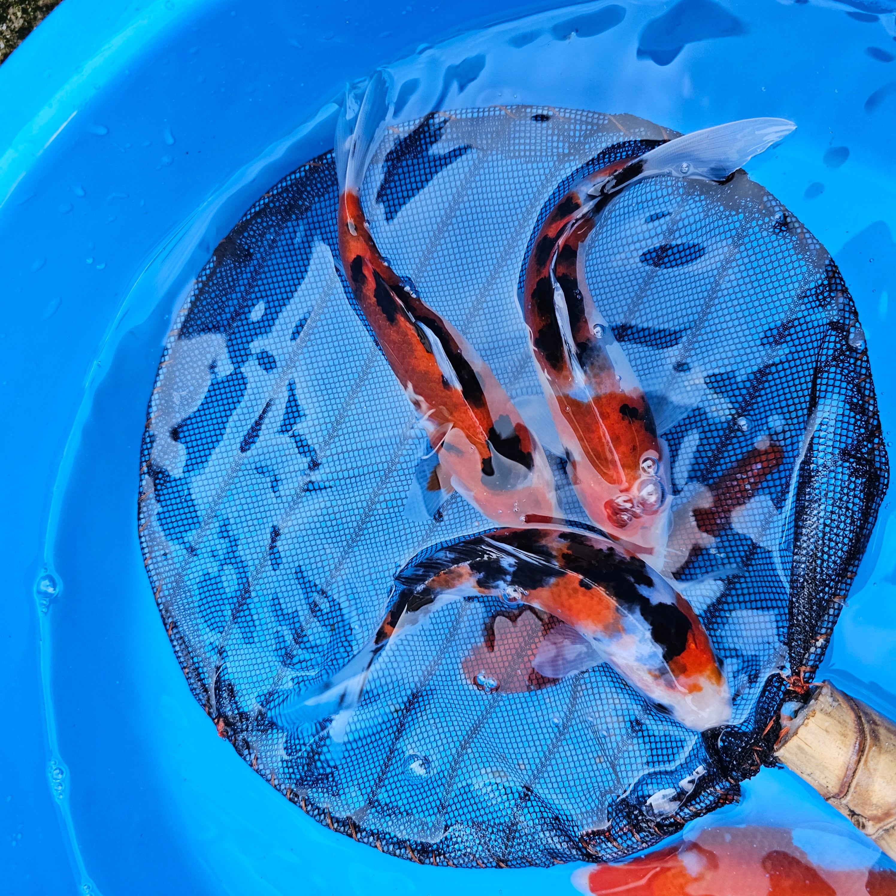 値下げ！水槽 錦鯉 金魚 養魚場 運搬