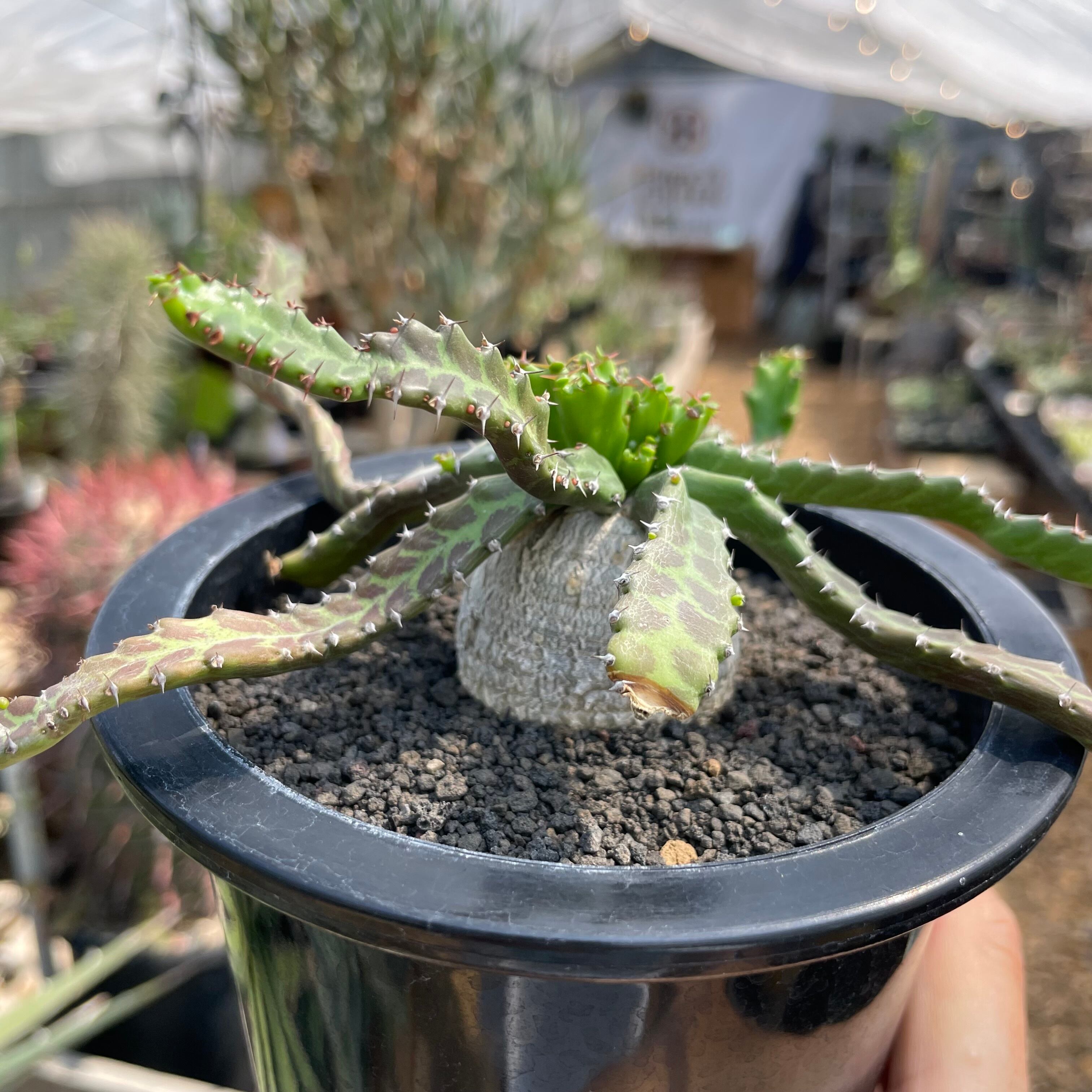 Euphorbia stellata【ユーフォルビア・飛竜・実生】 | RIMO'S GREEN