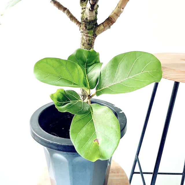 希少 フィカス アフリカンプリンス ８号 観葉植物 calm cafe