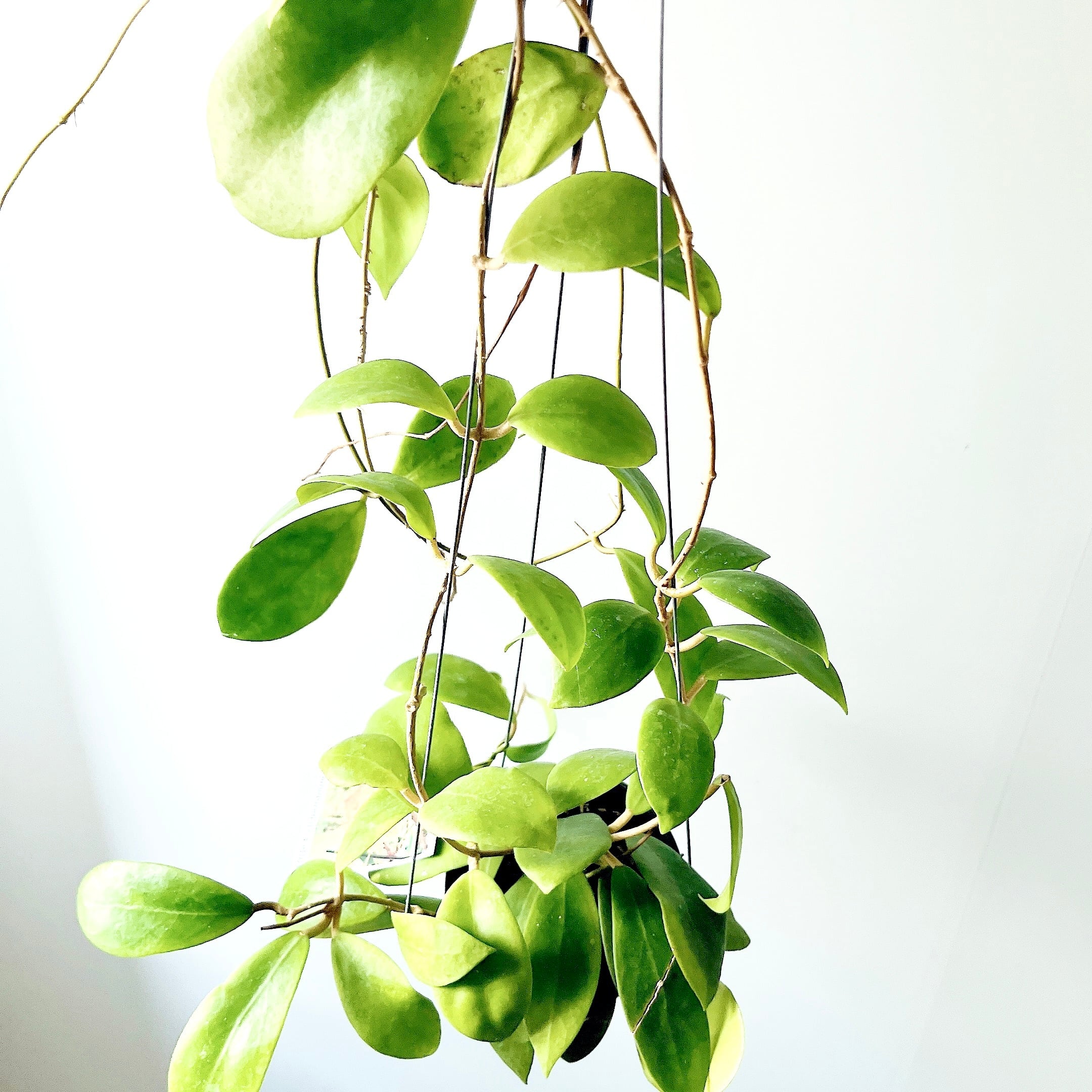 希少｜ホヤ・ミンドレンシス イエロー 観葉植物 吊り下げcalm cafe 希少ホヤコレクション｜Hoya mindorensis 'Yellow'（ホヤ