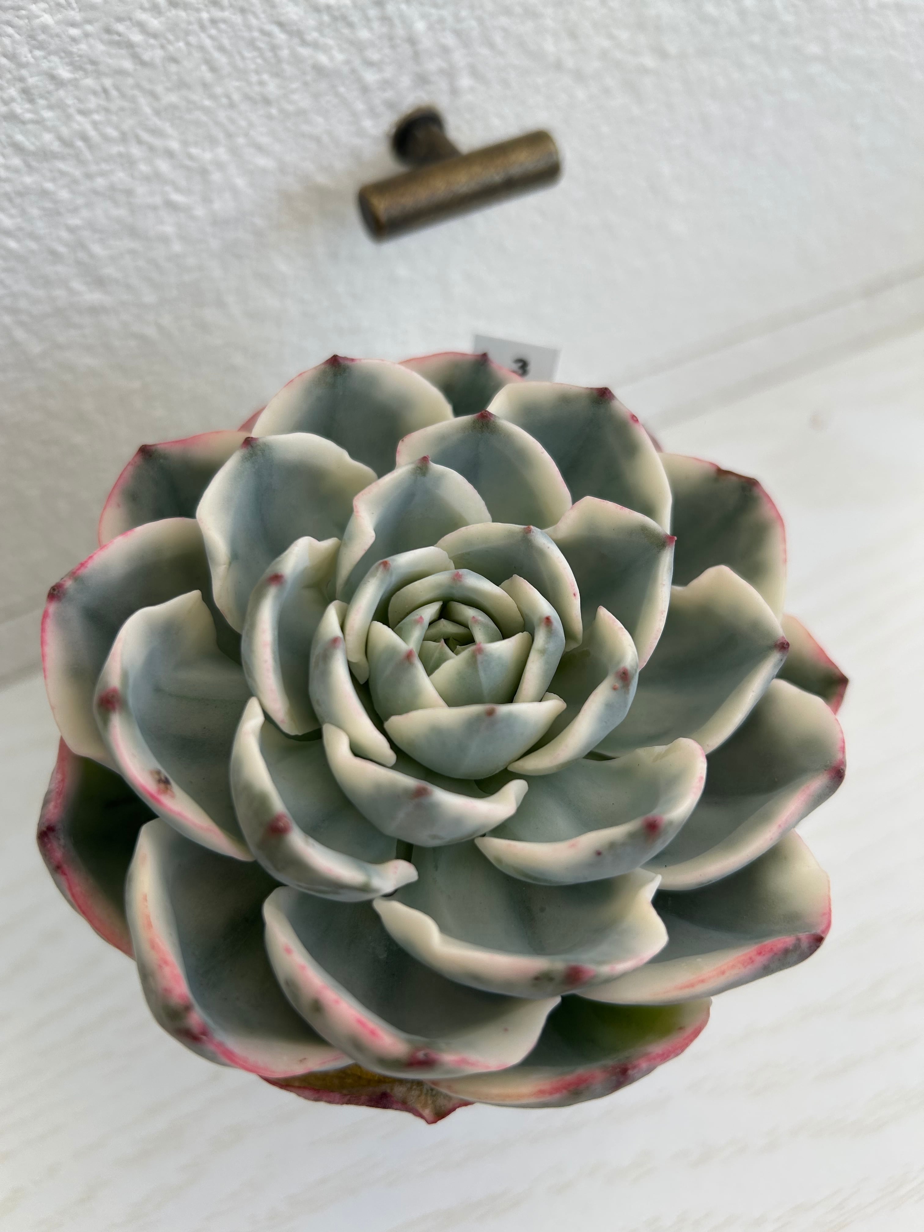 輸入苗 ☆ピーチス&クリーム錦No.3