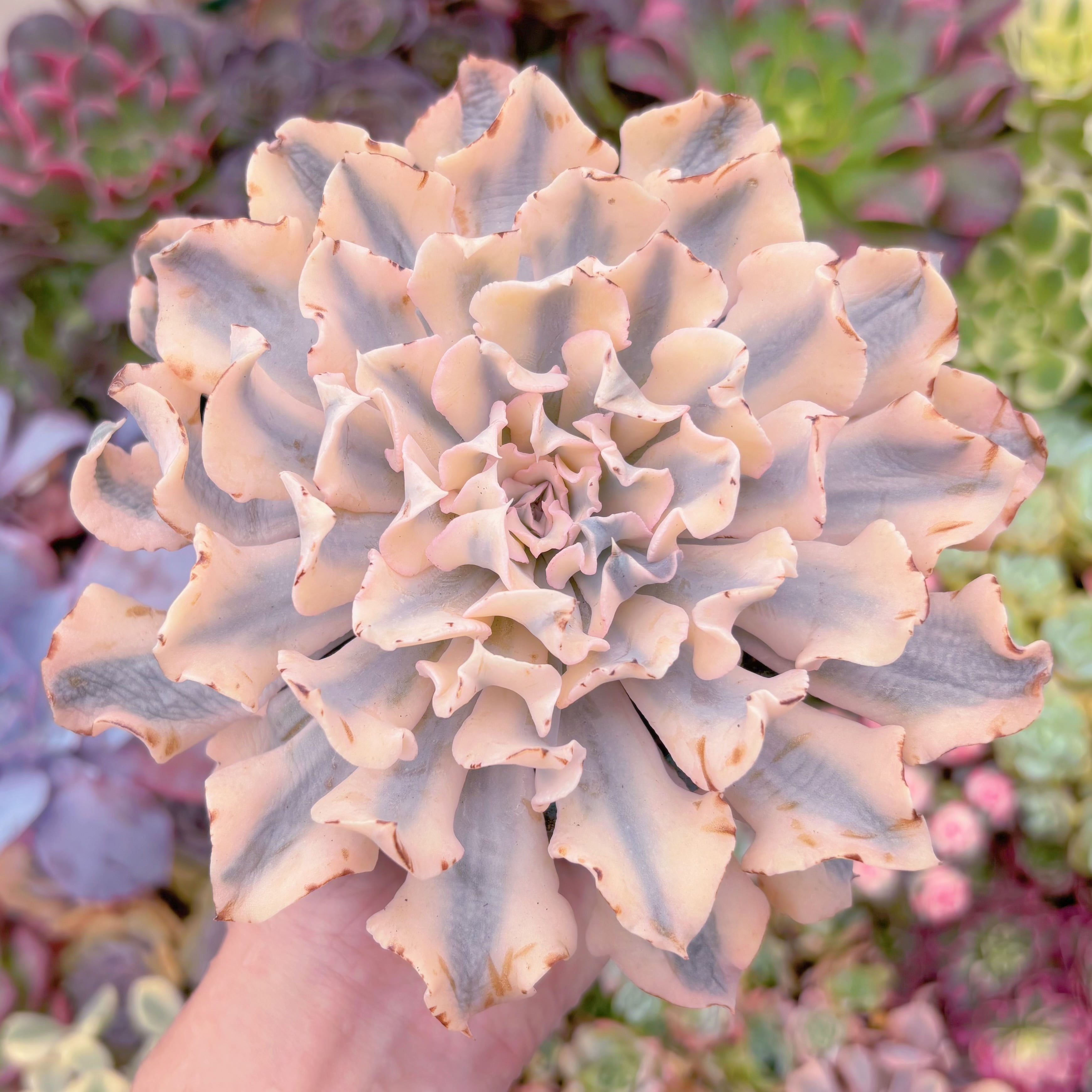 現品　シャフラン錦#545　大苗　在庫僅少　るる農園