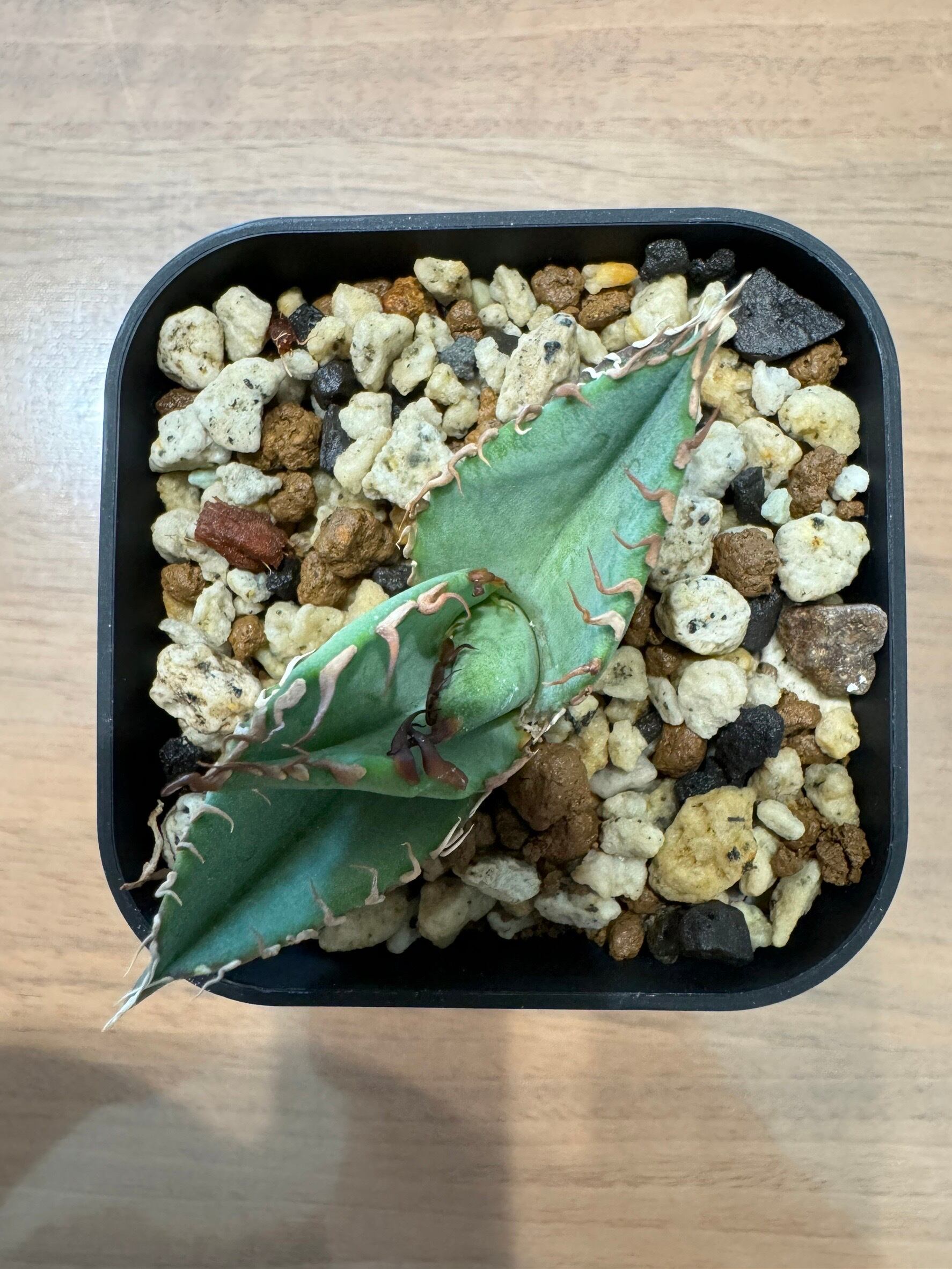 【 H-6 】oteroi seedling ①