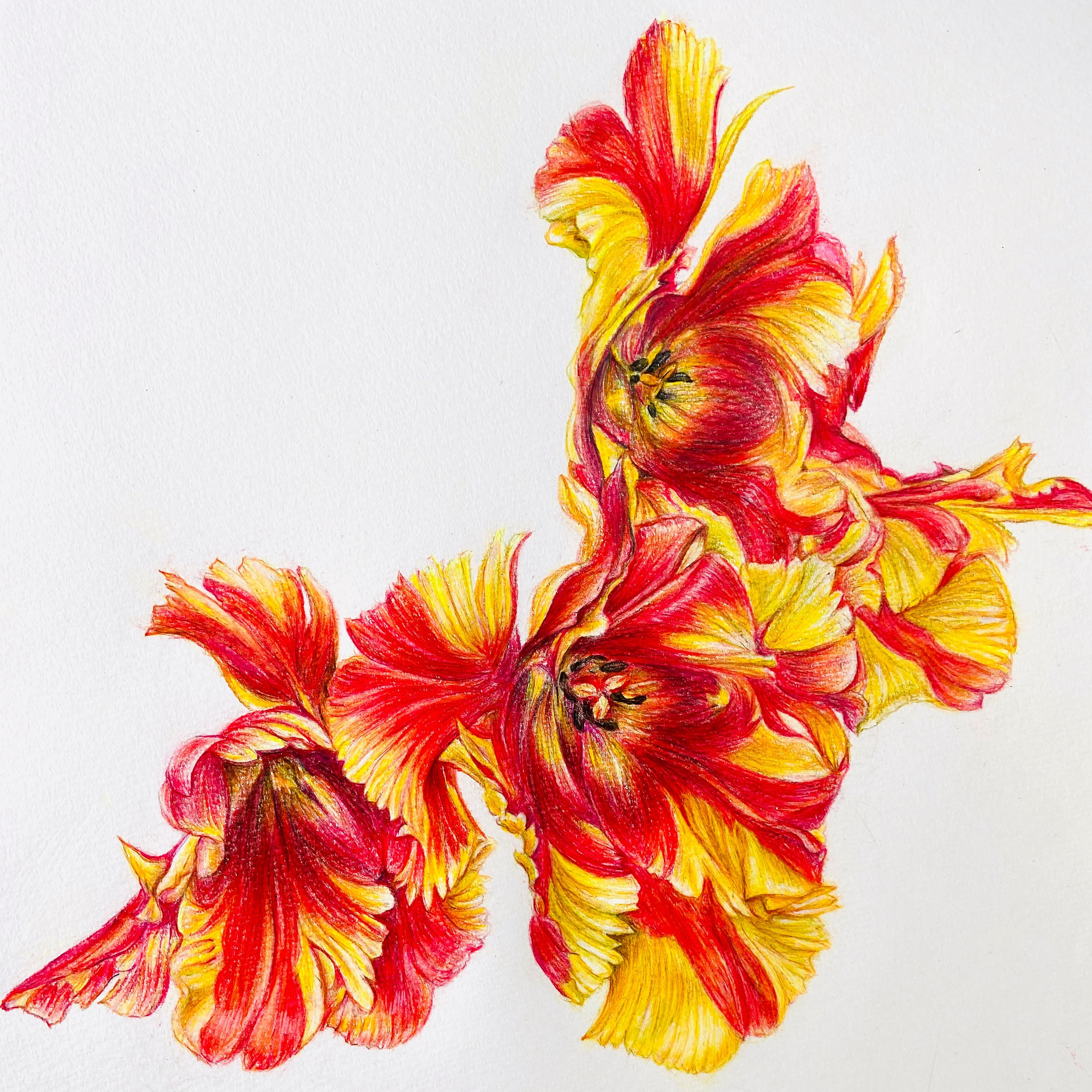 13.パーロット咲きチューリップ B （Tulip・parrot B）色鉛筆画原画