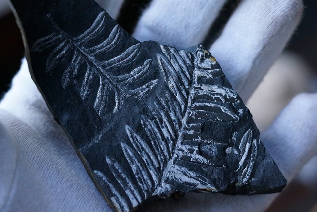 シダ化石 Alethopteris serlii