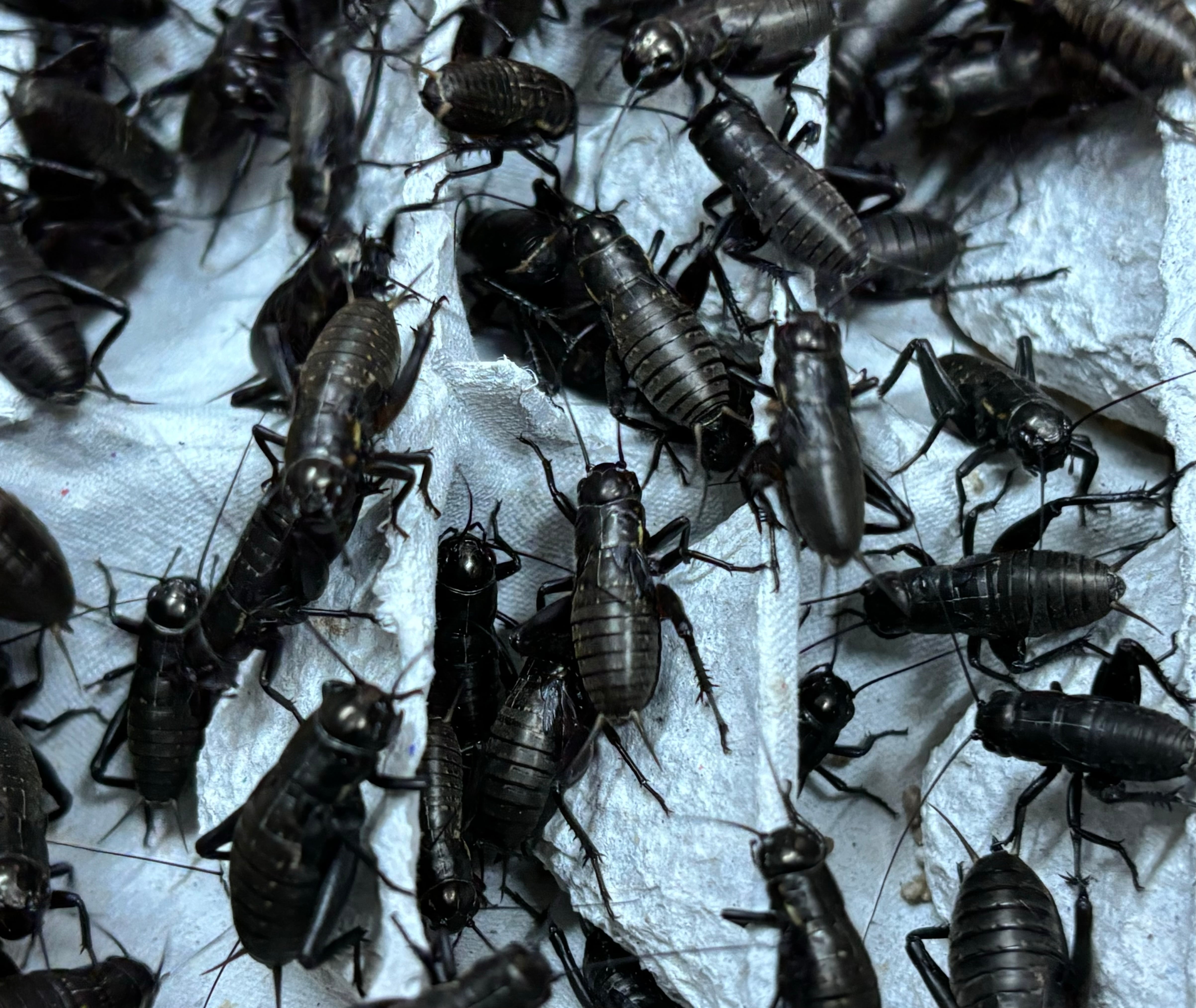 冷凍クロコM約500匹125g冷凍コオロギ | 餌用 コオロギ 通販【ころころ