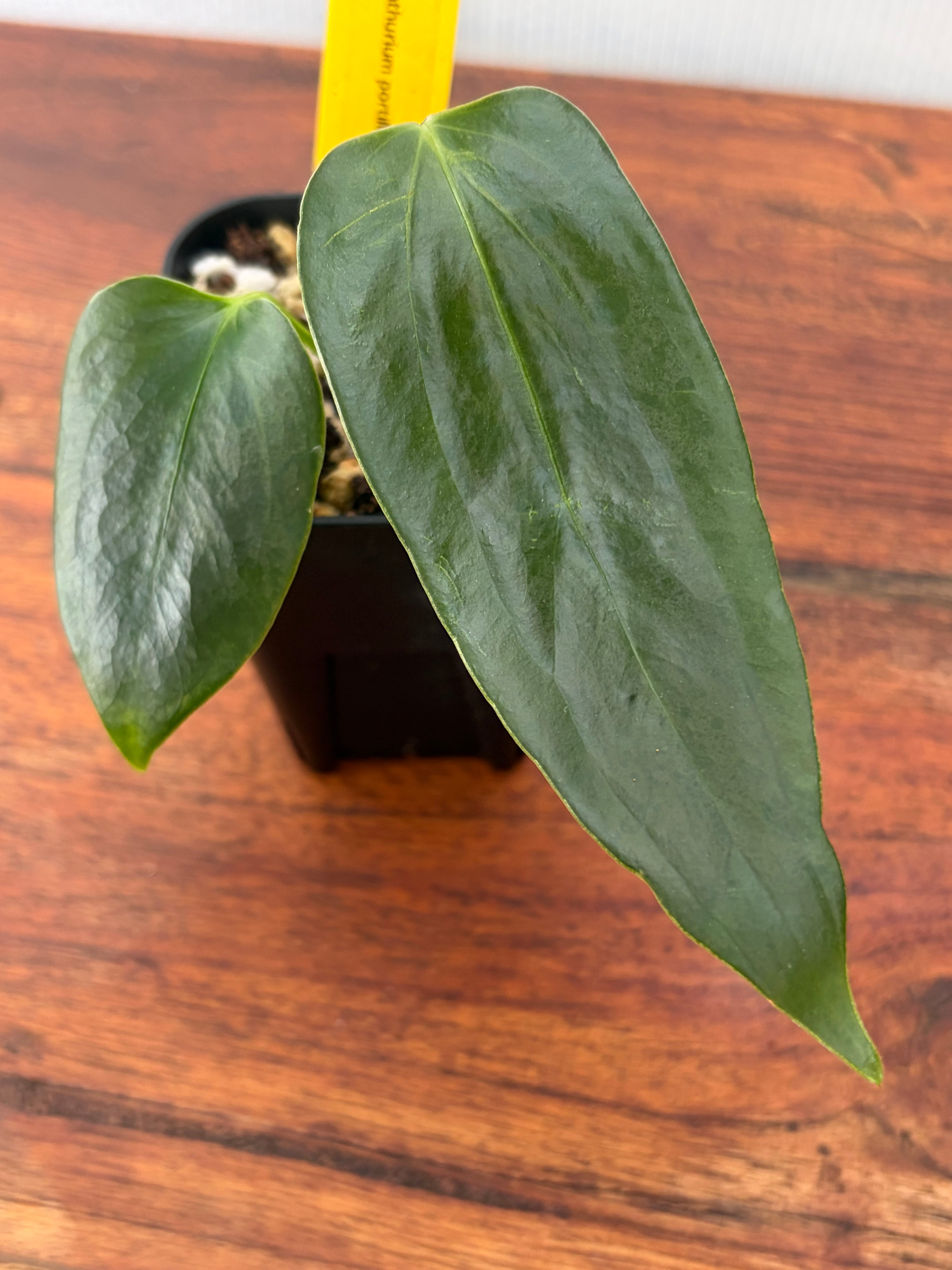 Anthurium | BALI-AN 園芸