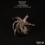 【送料無料】Dyckia  'Little Wing'〔ディッキア〕現品発送D0455