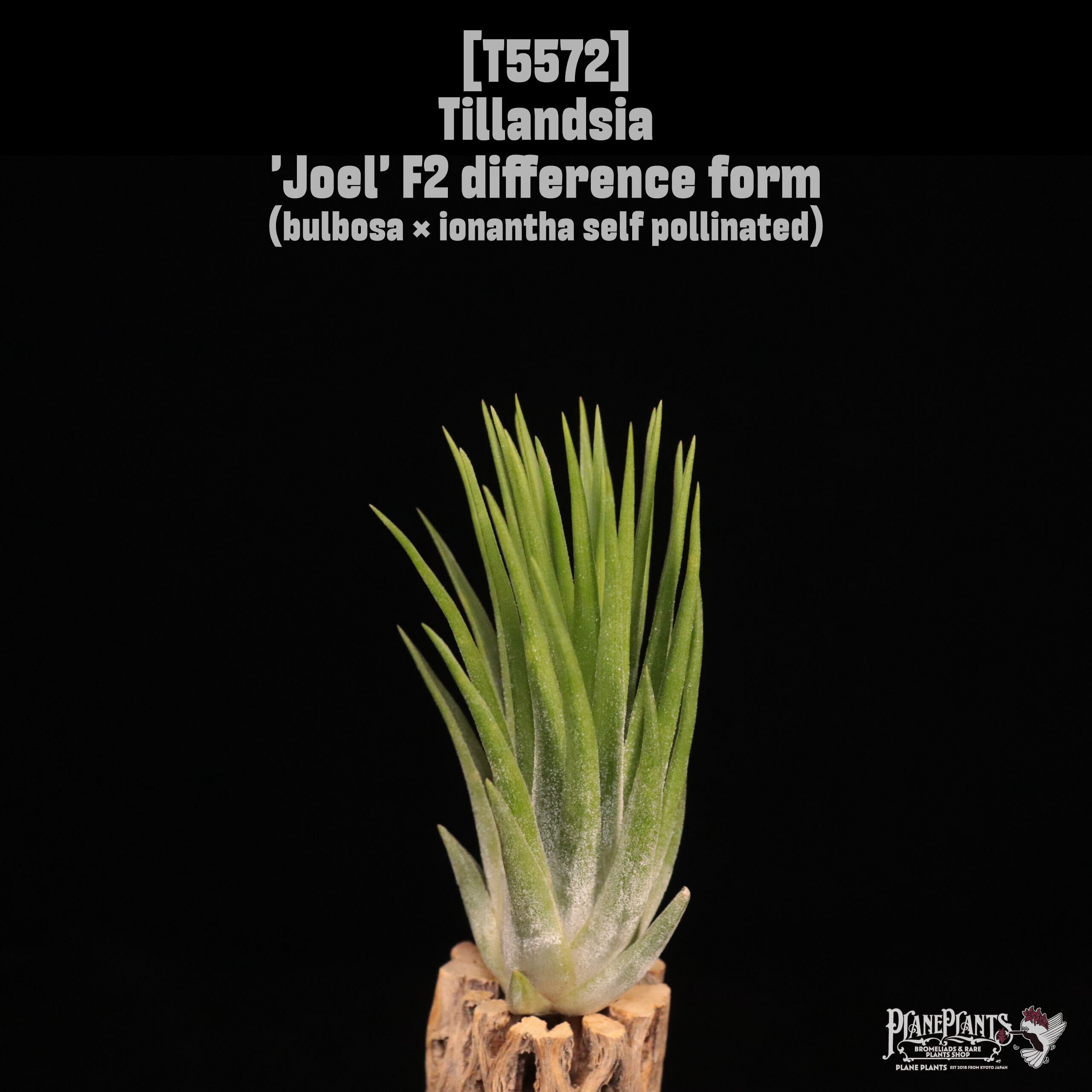 J | plane plants