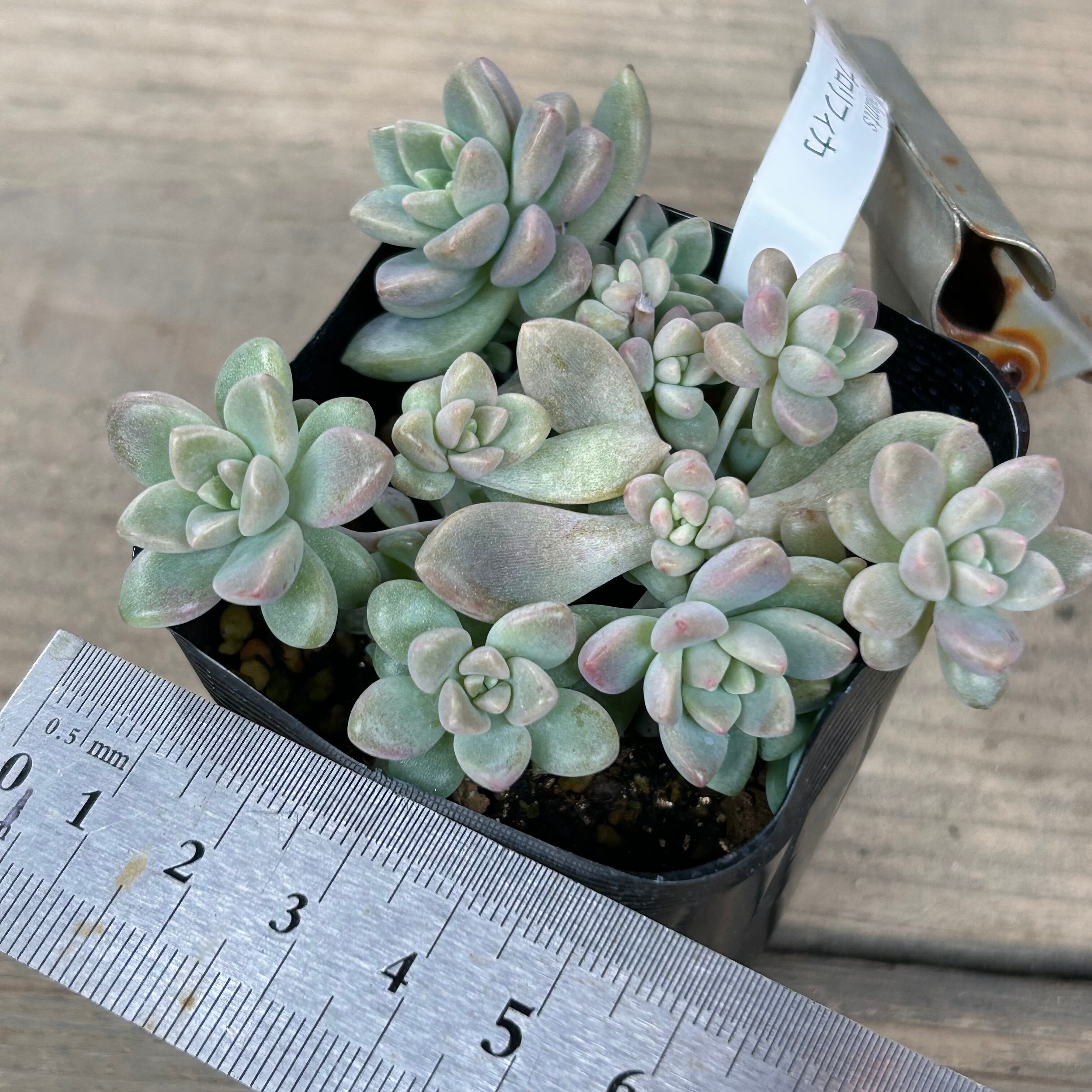 多肉植物　姫秋麗✕プロリフィカ 姫秋麗×プロリフィカ | RuPo 多肉植物専門店