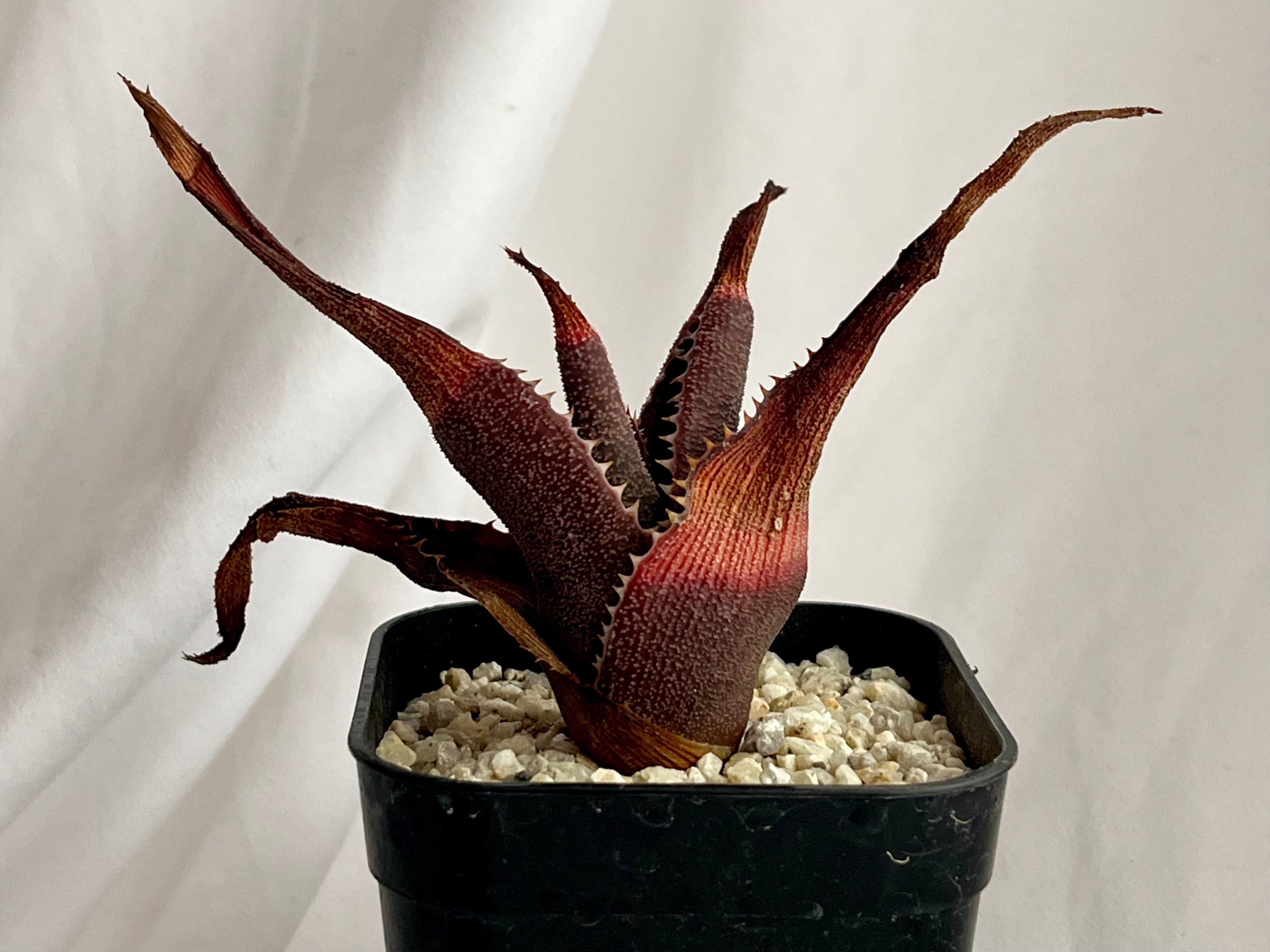 Aloe thorncroftii アロエ ソーンクロフティ 多肉植物 | plants