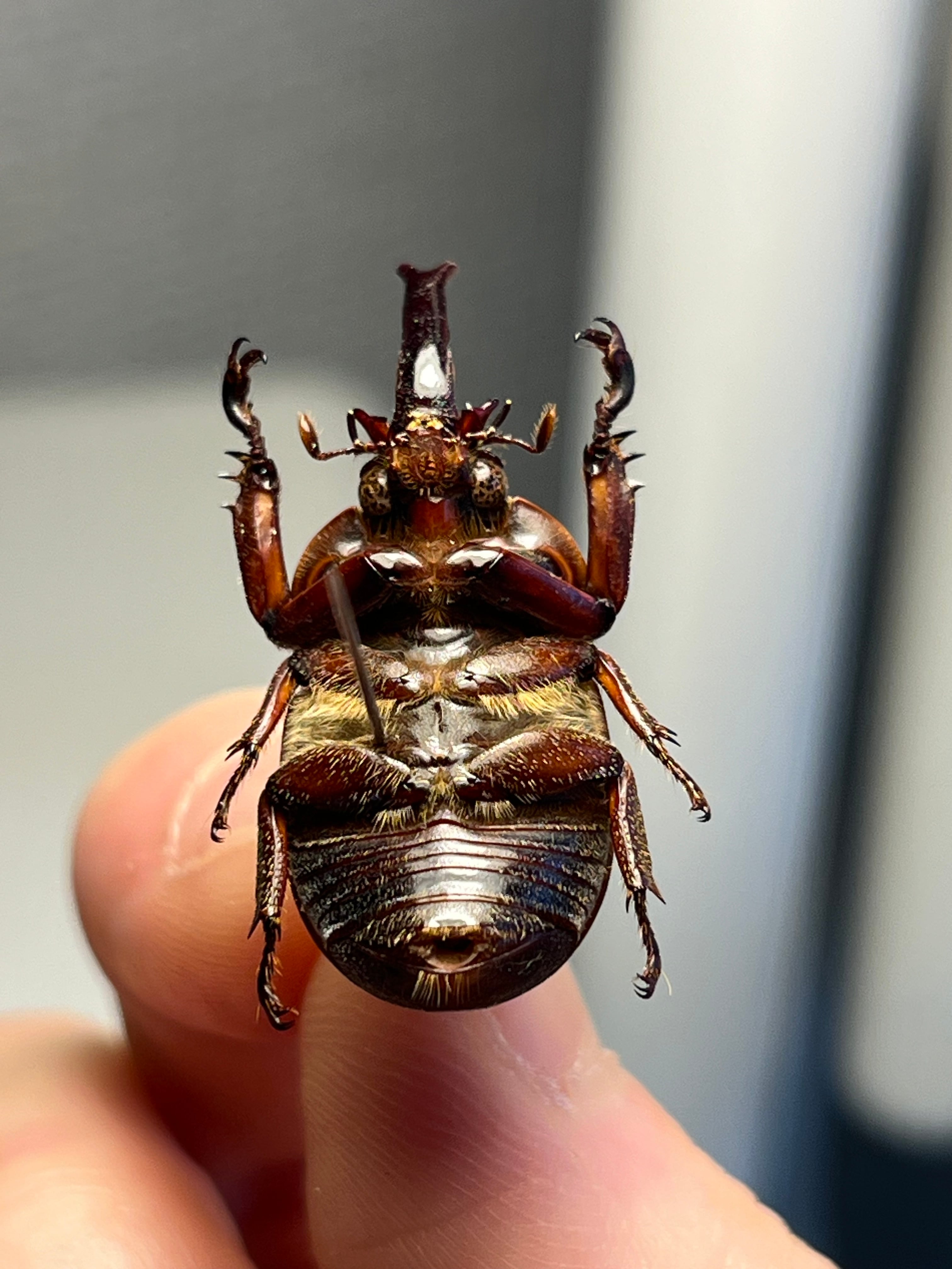 【30mm】ボルネオヘラヅノコガネ 標本 マルガリータヒナカブト ヘラクレス 30mm】ボルネオヘラヅノコガネ 標本 マルガリータヒナカブト