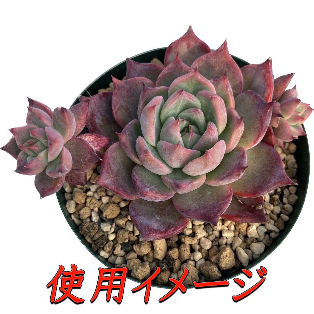 多肉植物専用 オリジナル配合土 1 5l入り Lサイズ 多肉植物研究所 多肉植物専用 オリジナル配合土 1 5l入り Lサイズ 多肉植物研究所