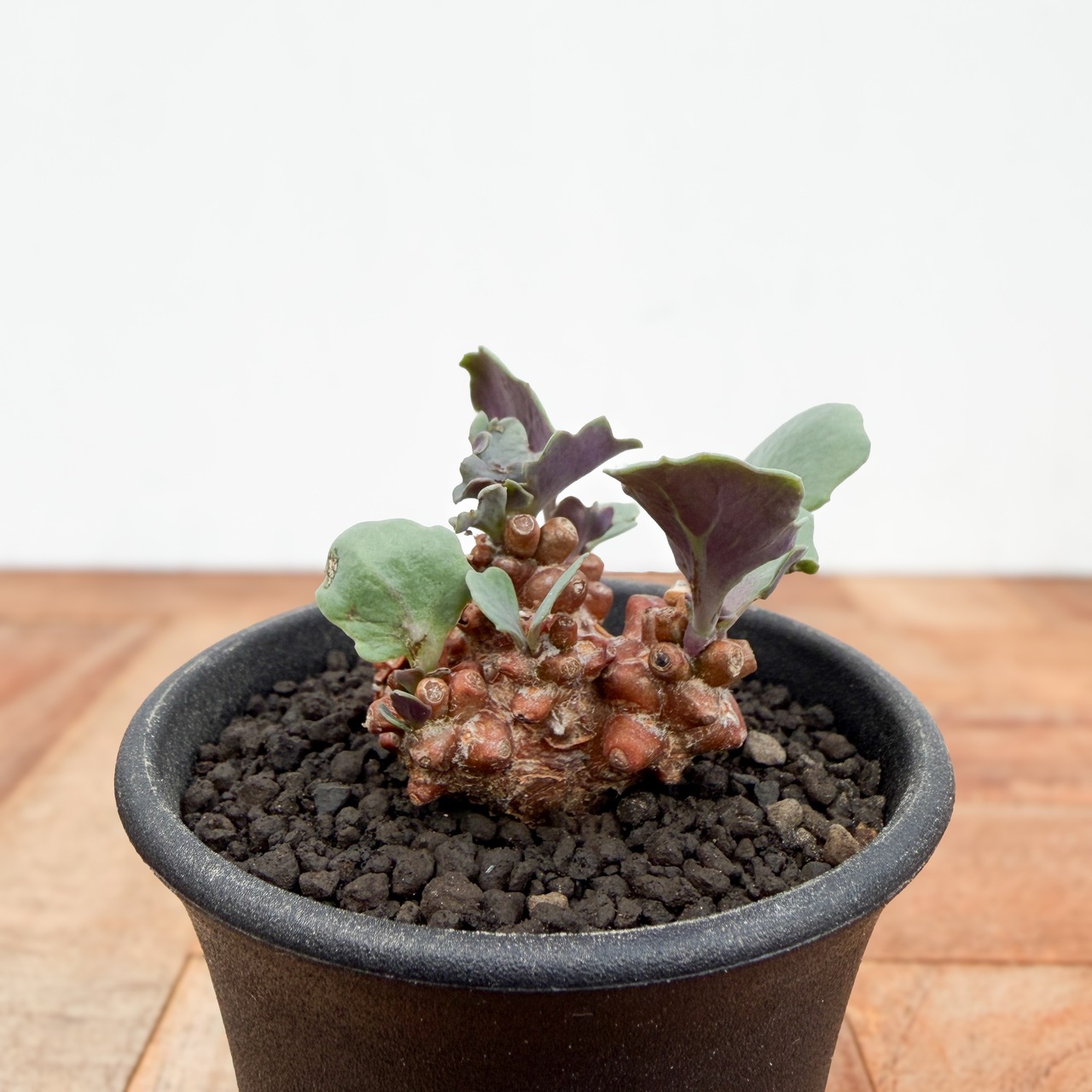 Othonna armiana【オトンナ・アルミアナ・実生】